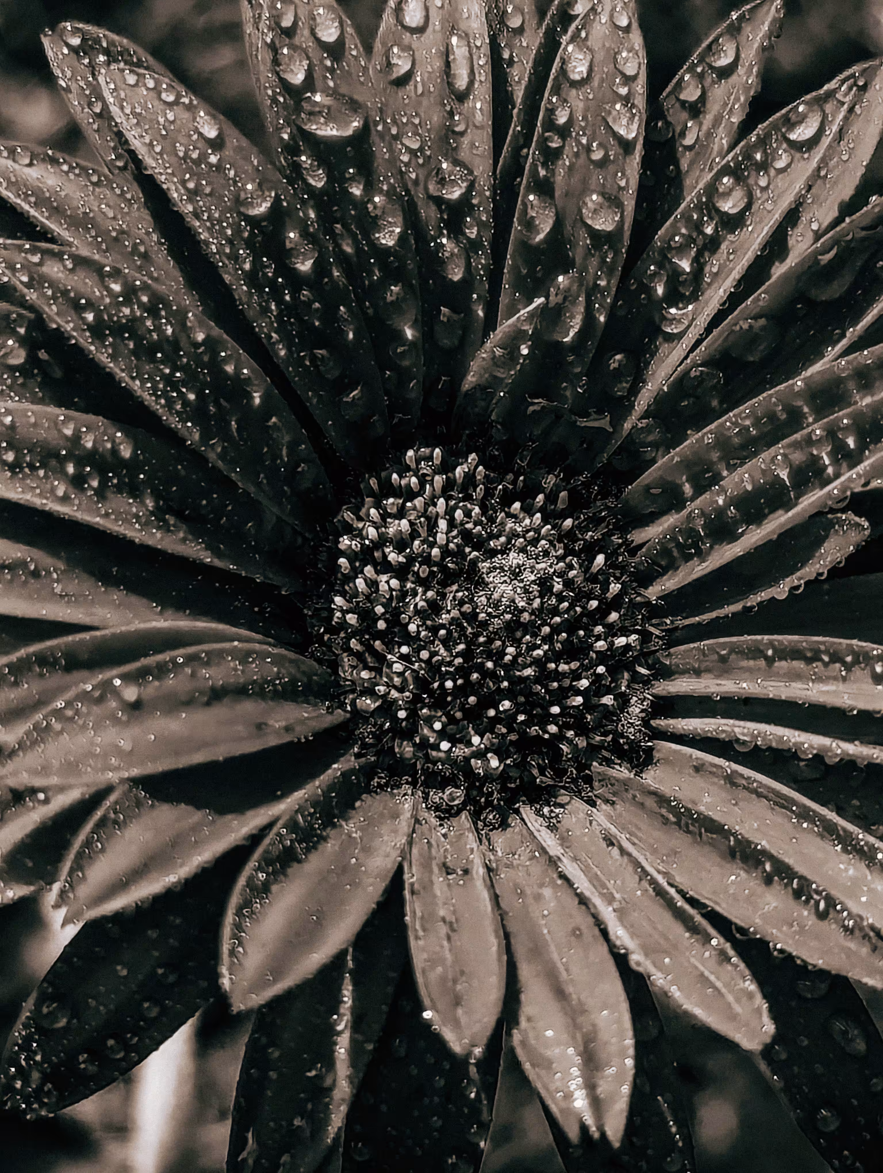 Luke_0x1 Photography : Fathers Daisy