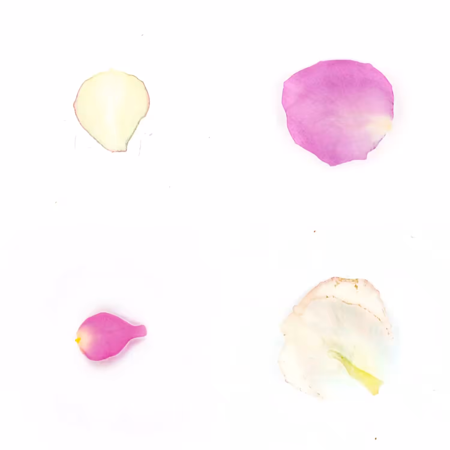 Infinite Petals 2x2#20048