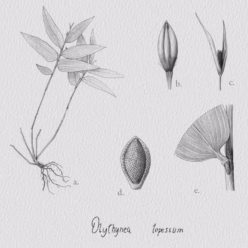 Botanical Illustration - Bambusoideae 1 #27