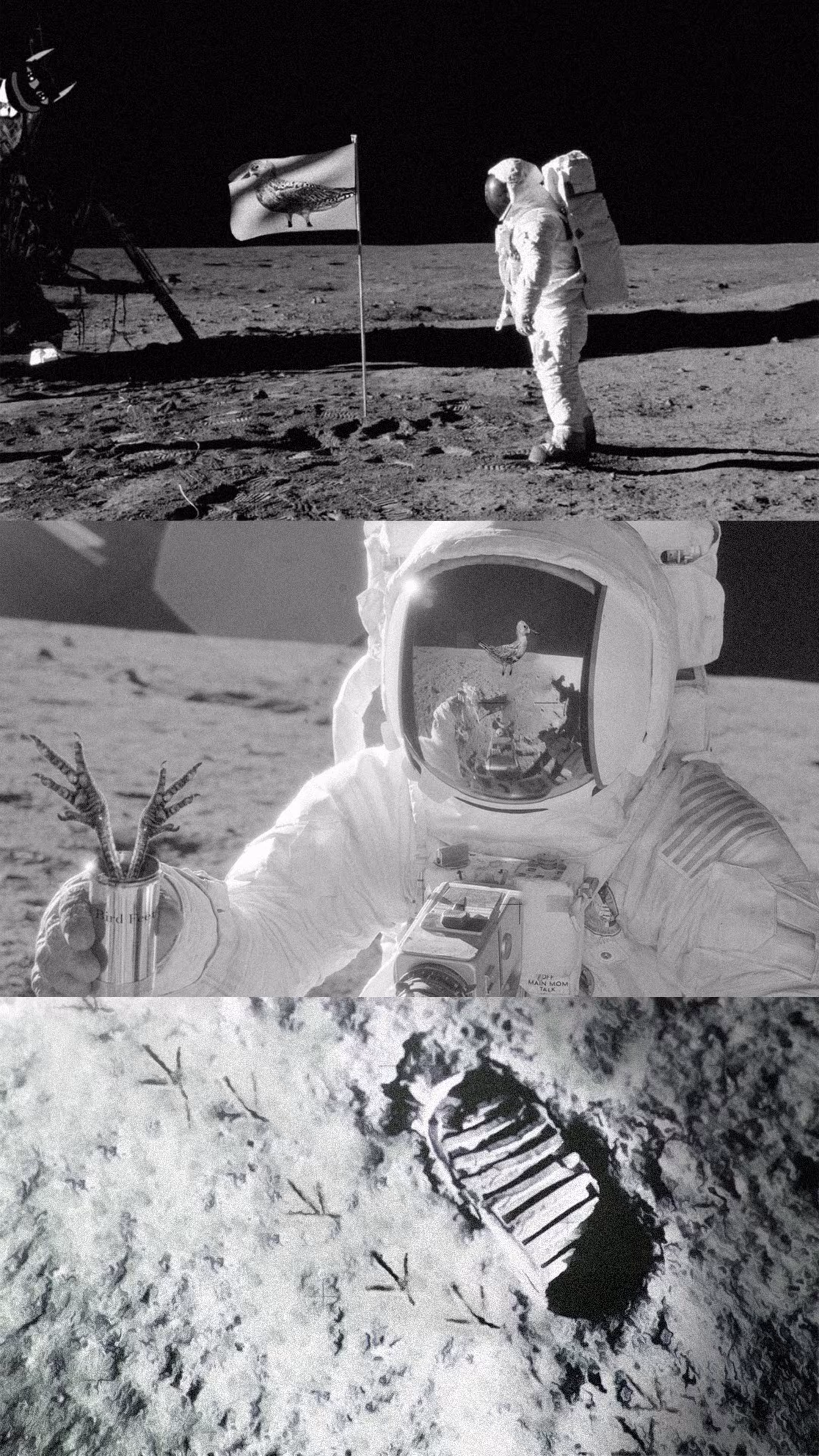 Moonbird