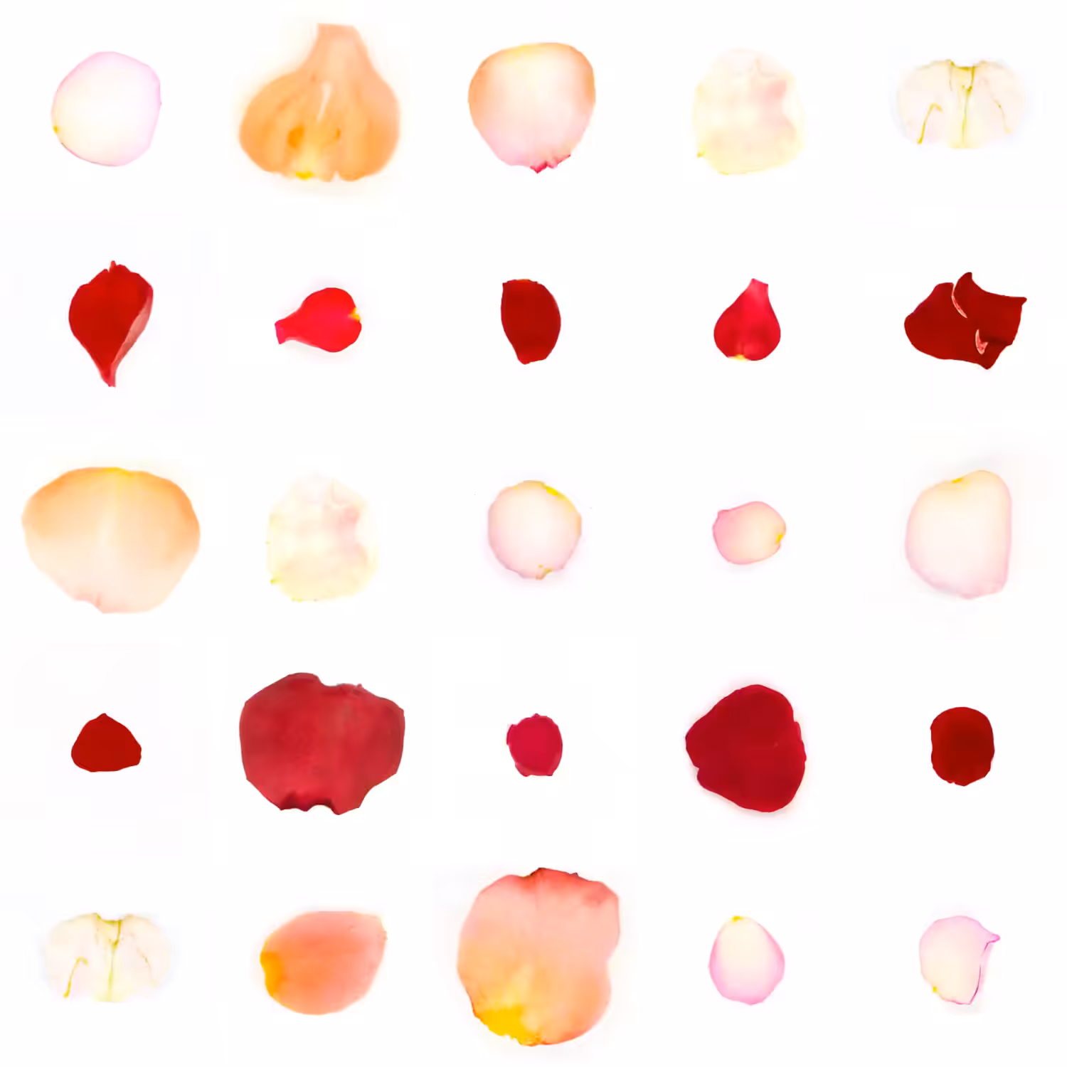 Infinite Petals 5x5#21479