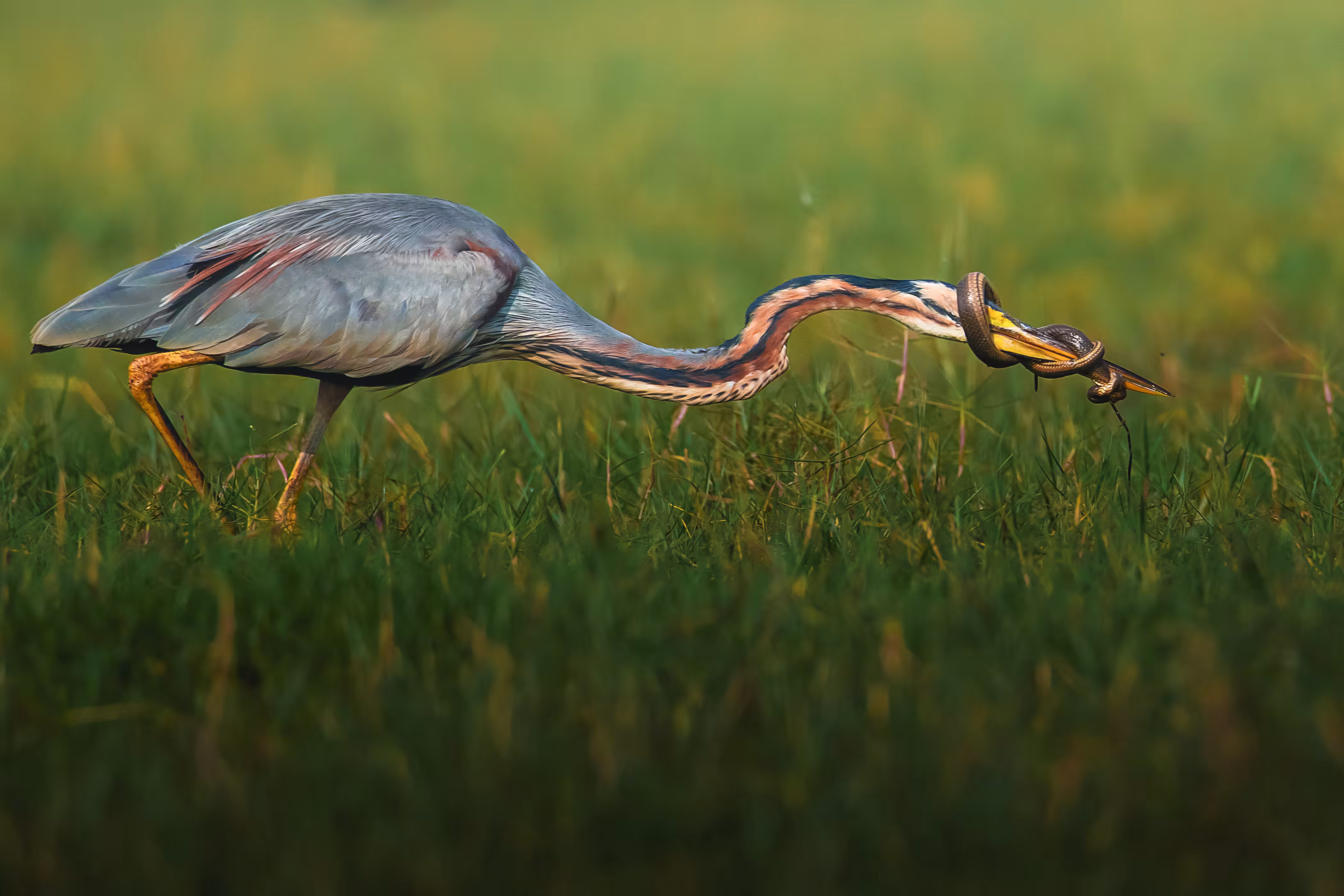 Tangled - Purple Heron