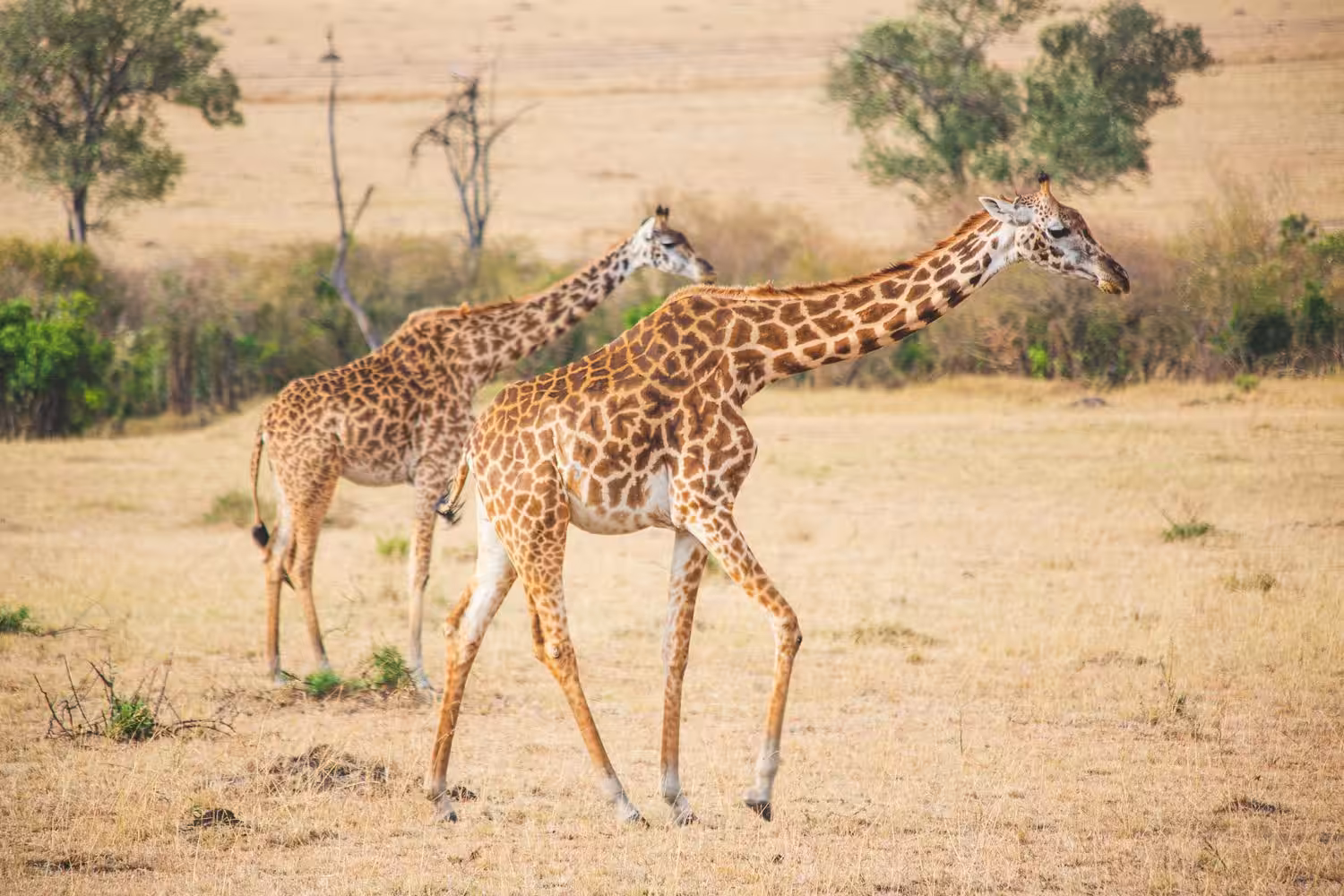 #25 A Walk to the Watering Hole
