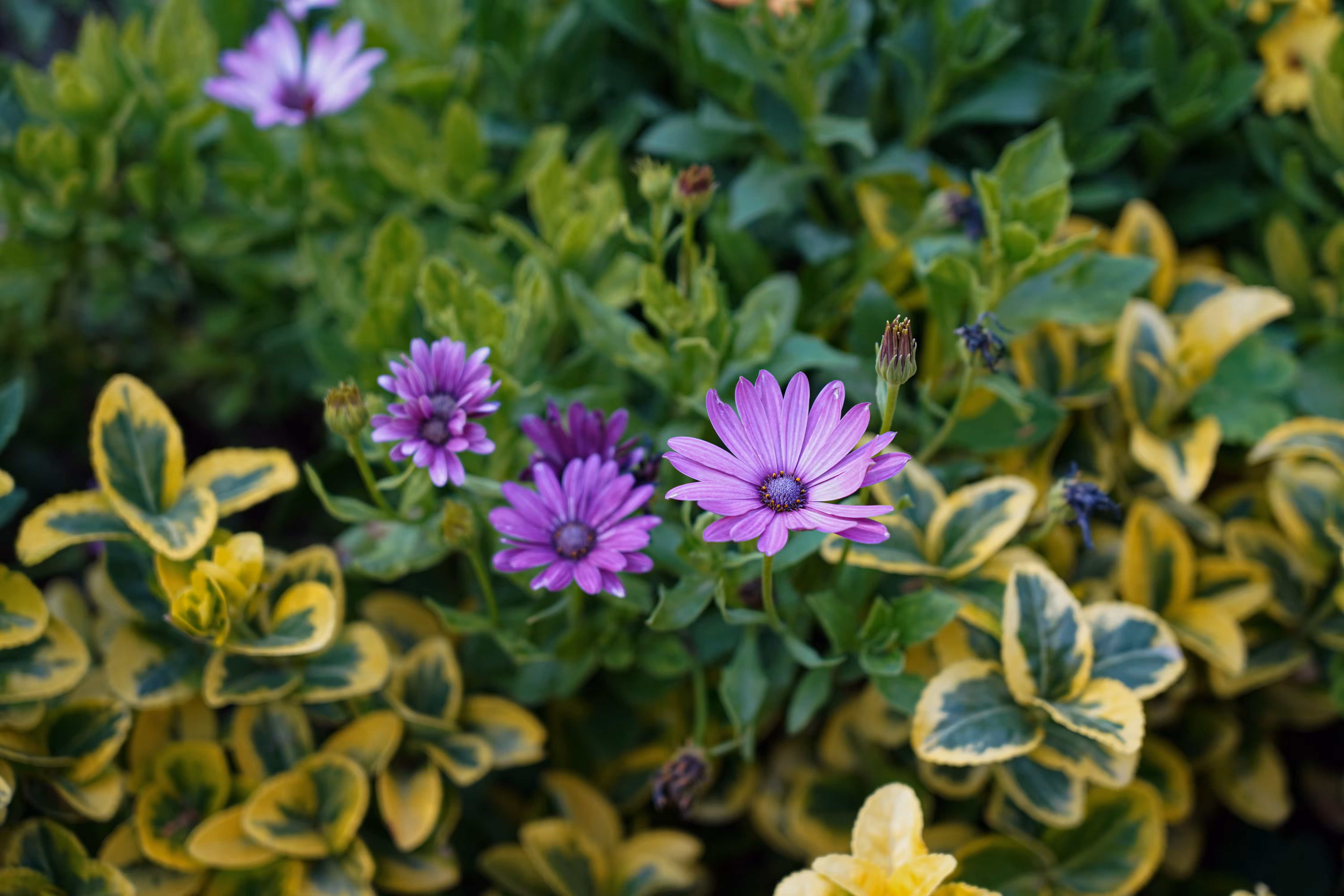flowers: Purple Crowns in the Atlas Garden