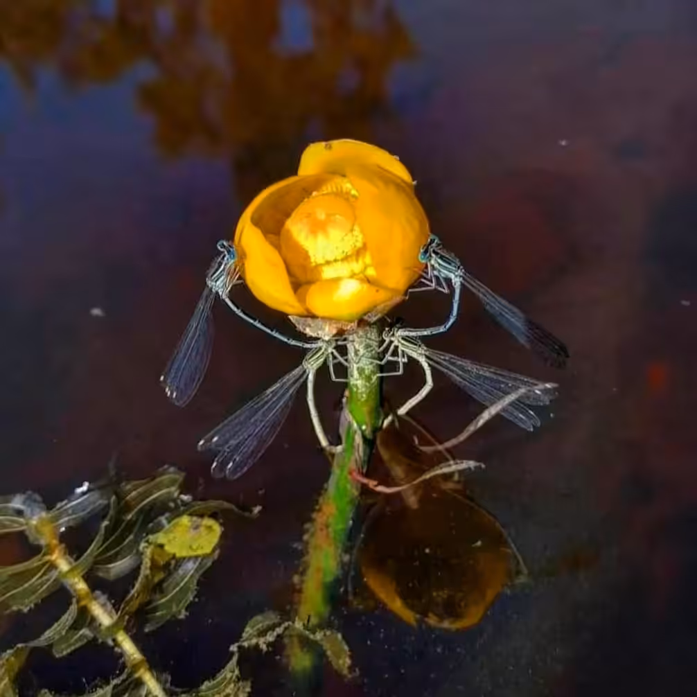 Lover Dragonflies 