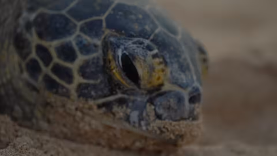 Turtle Vision