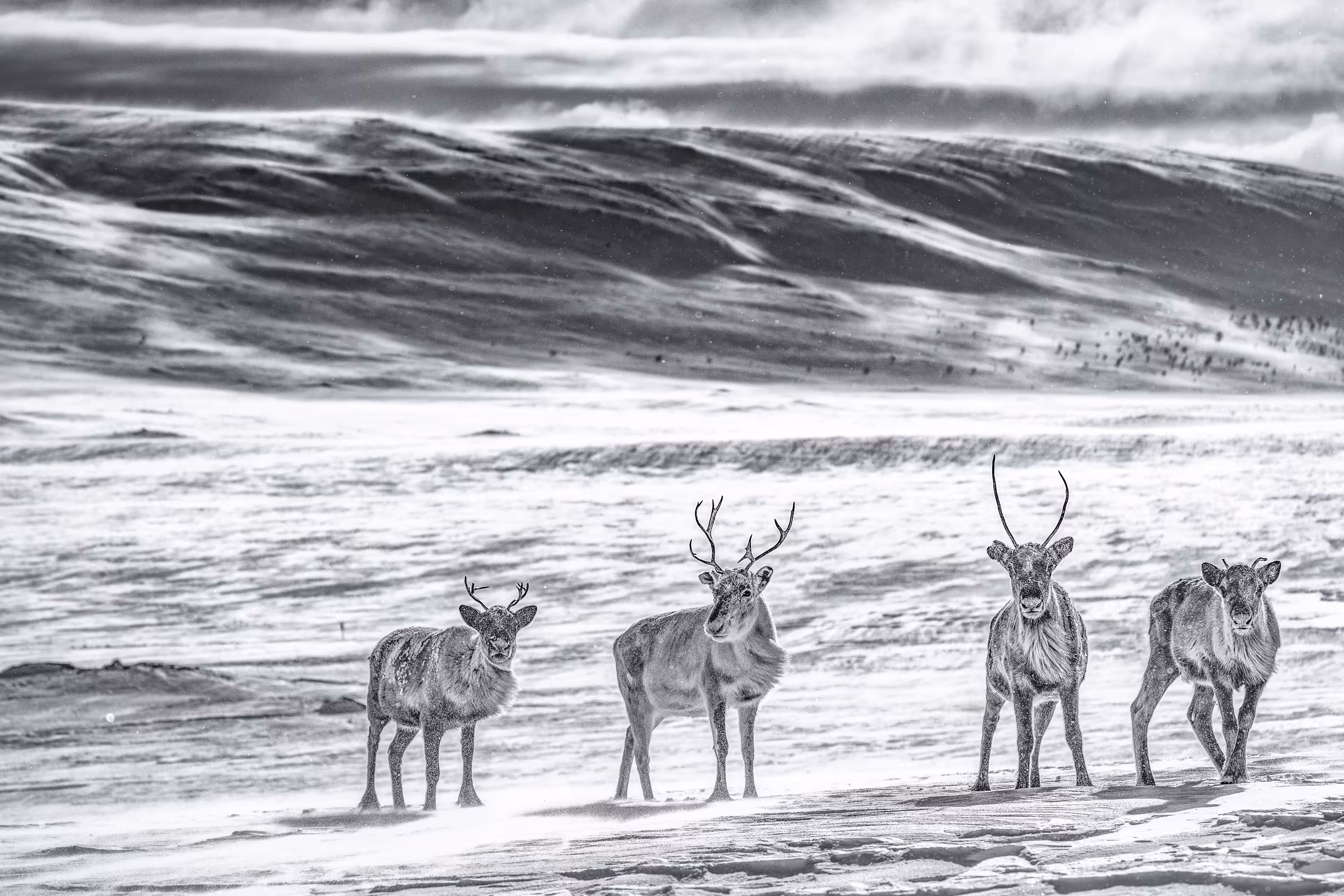 Arctic desert III