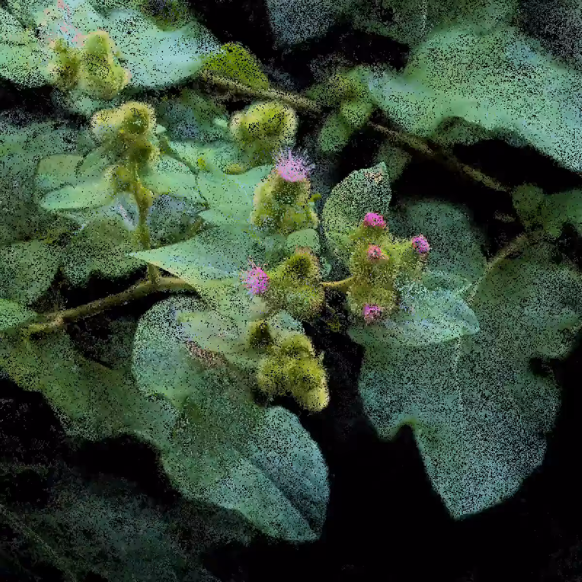 Burdock [NFT version]