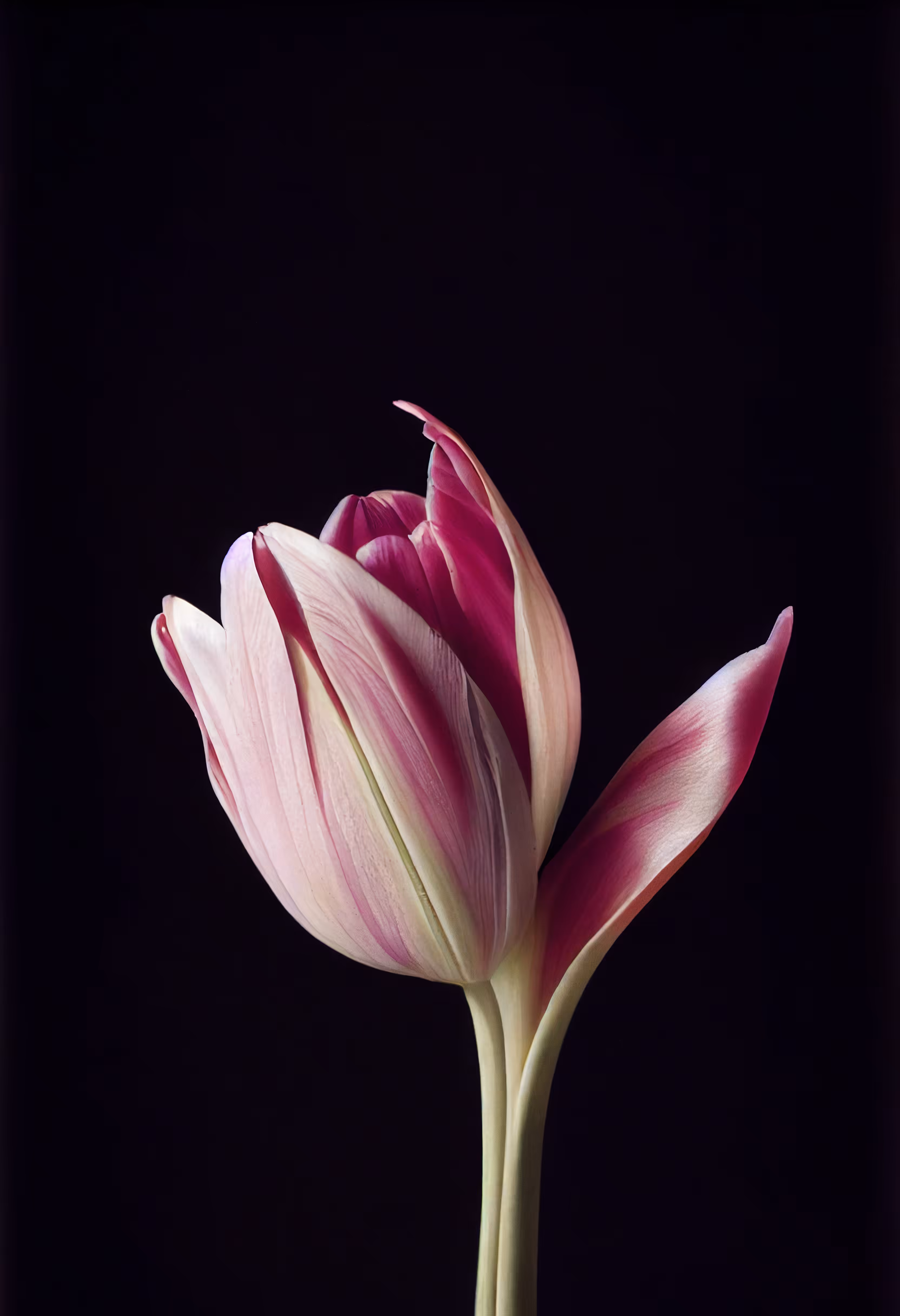 A Flower, Just For You. #22