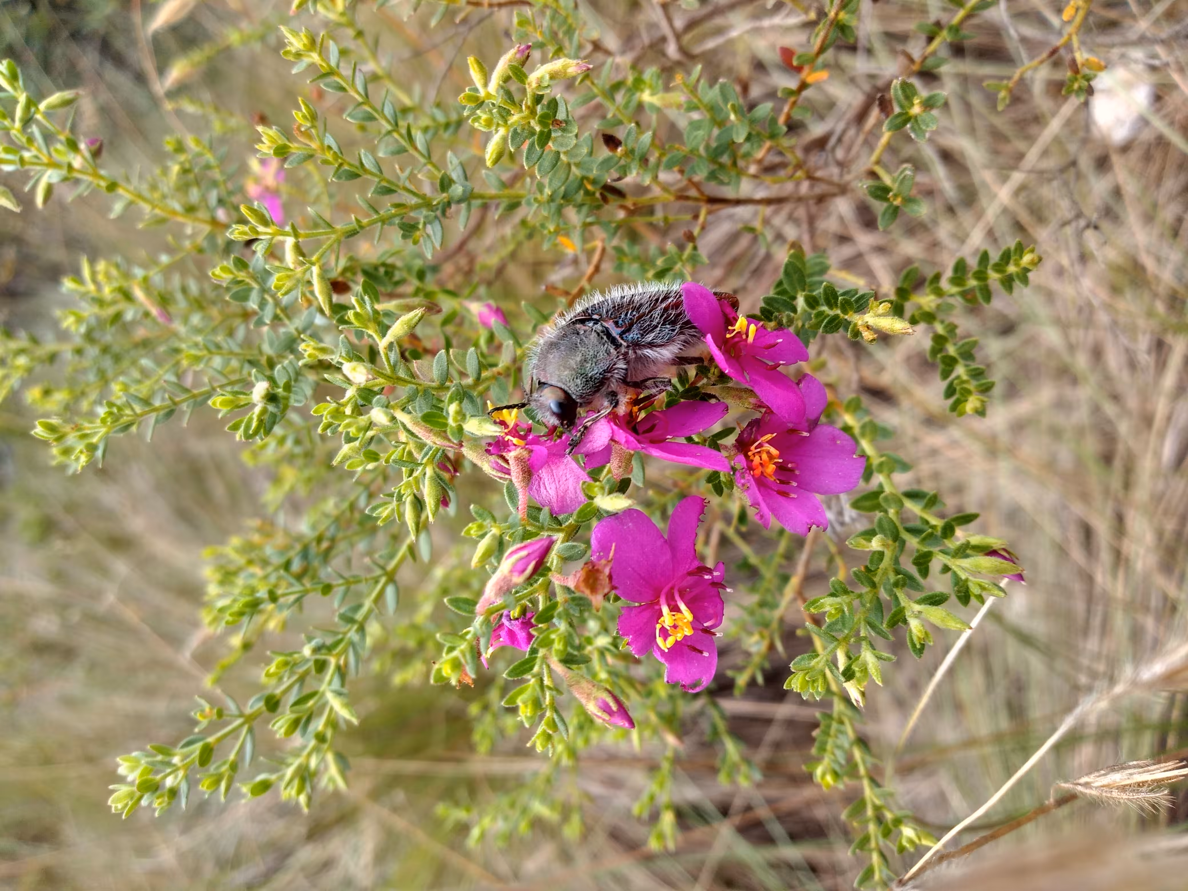 Ibitipoca: Predation 