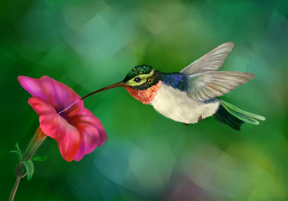 Hummingbird #1