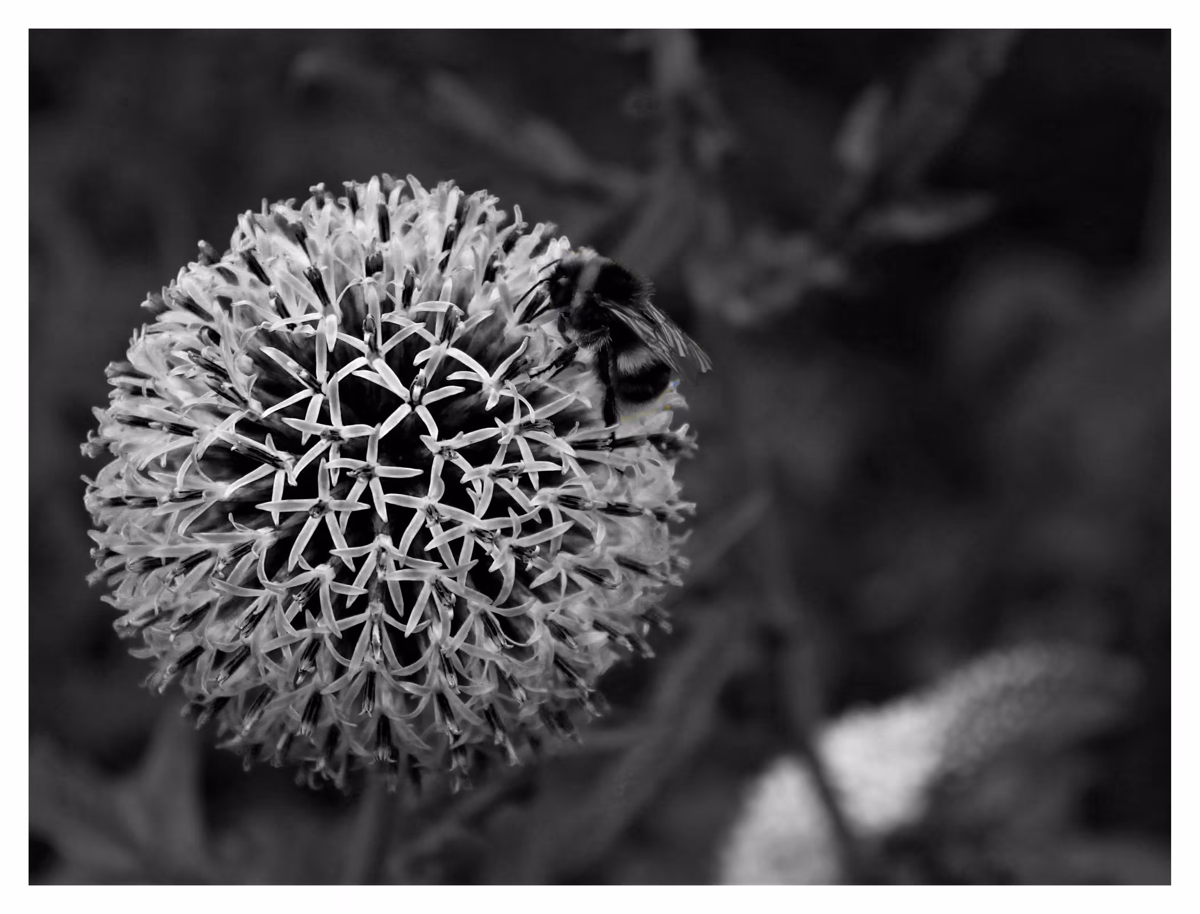 FLORA 9