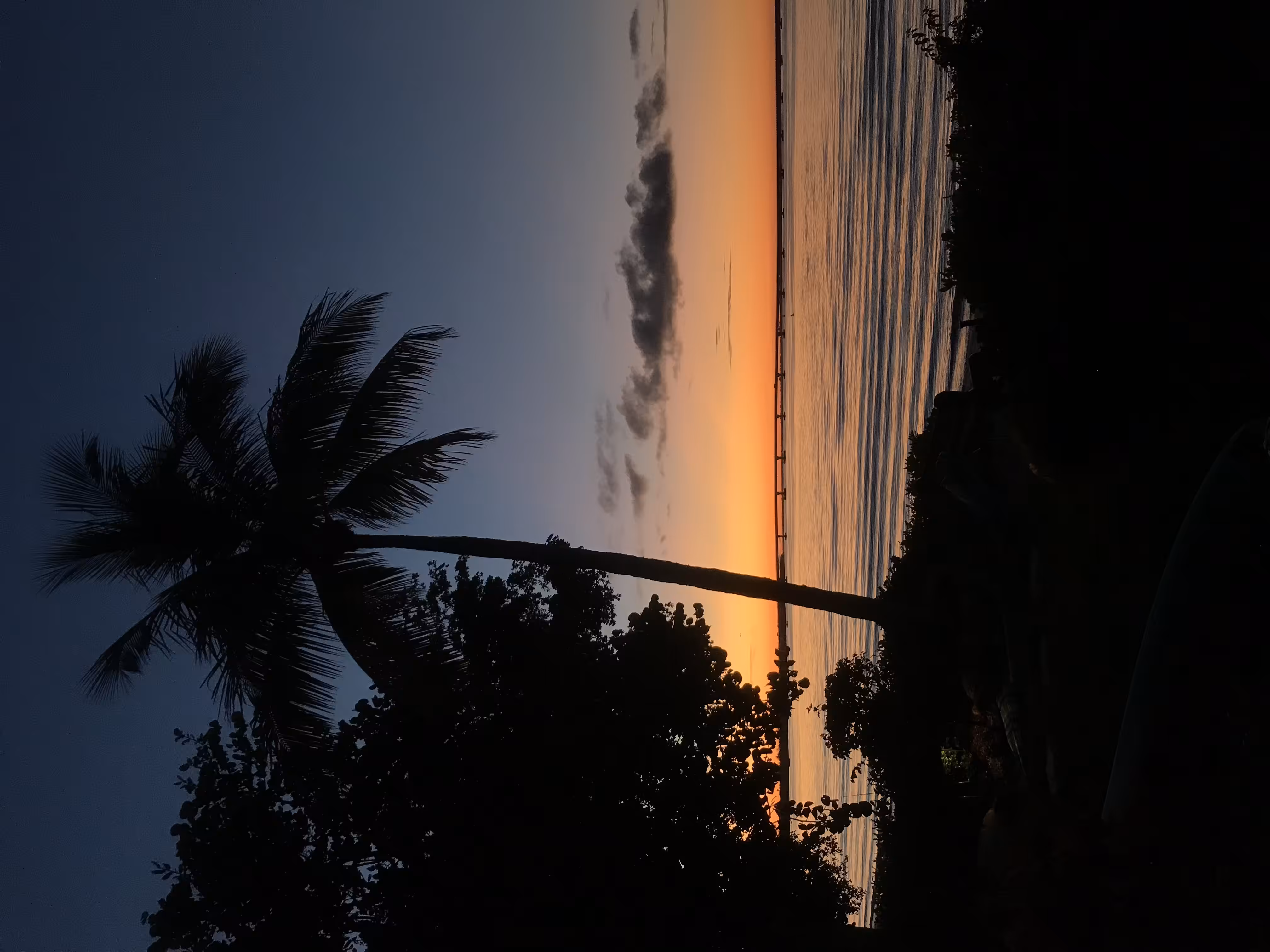 Late Palm Sunset