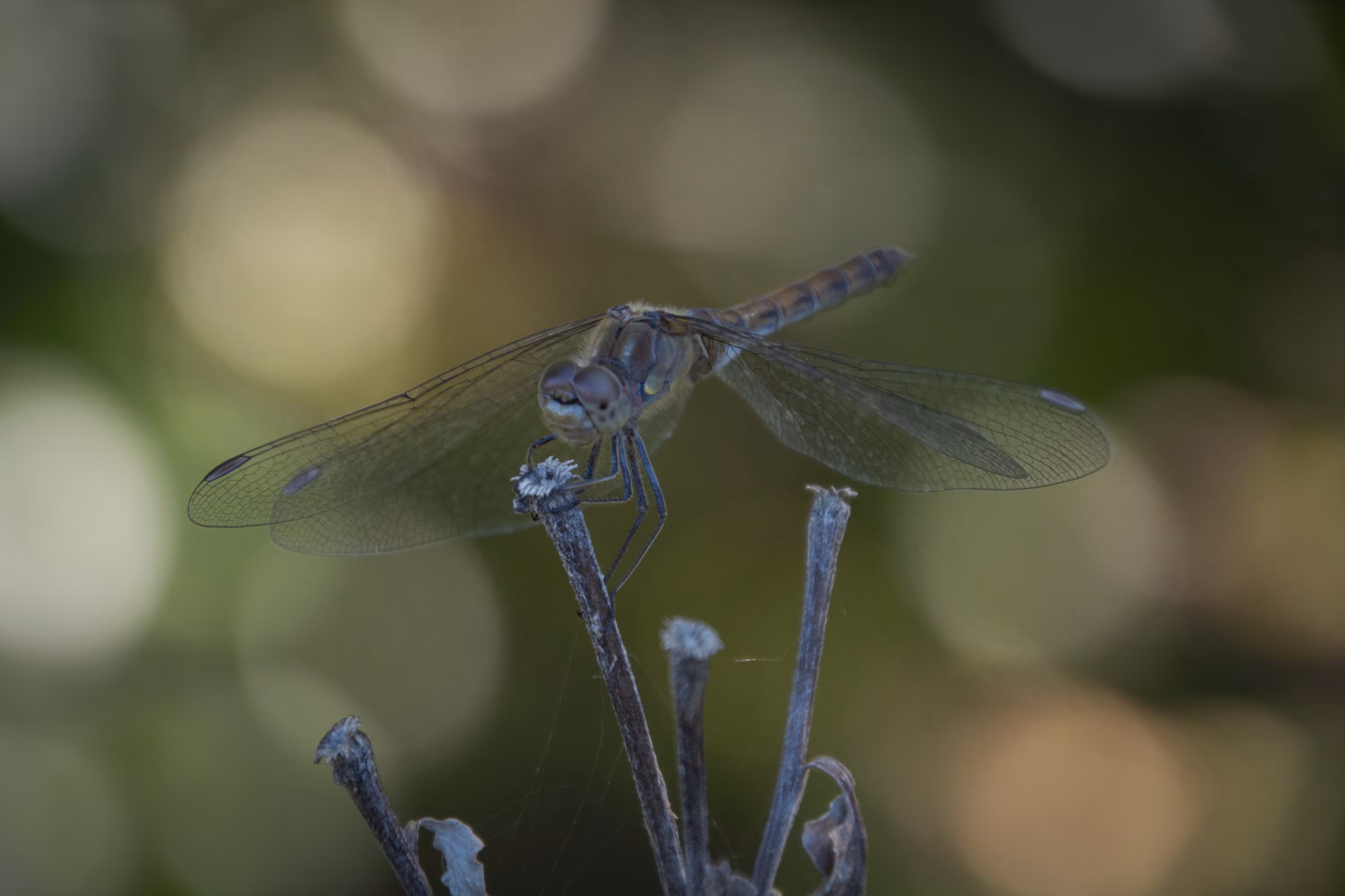 Dragonfly