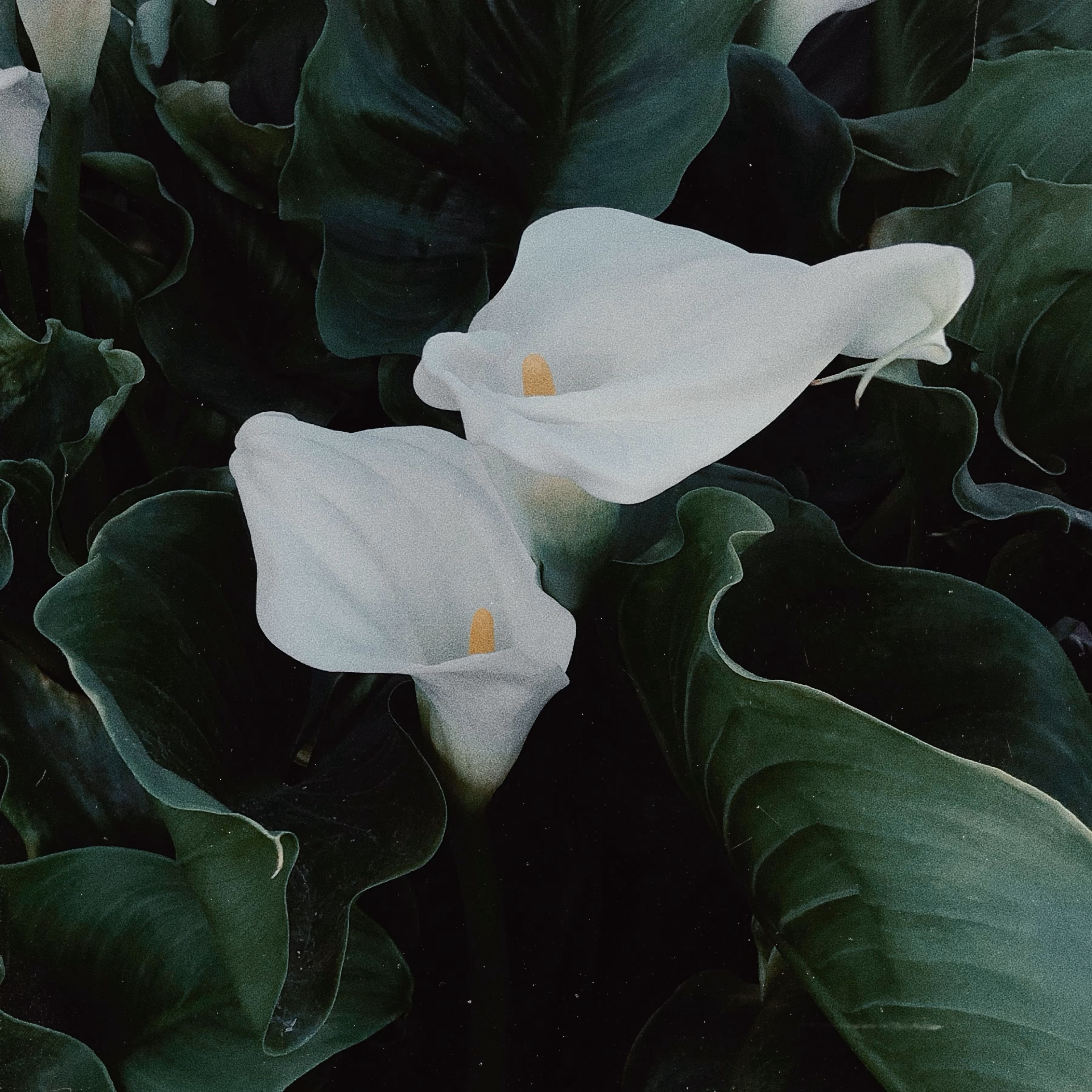 • we’re like just two calla lilies growing old together •