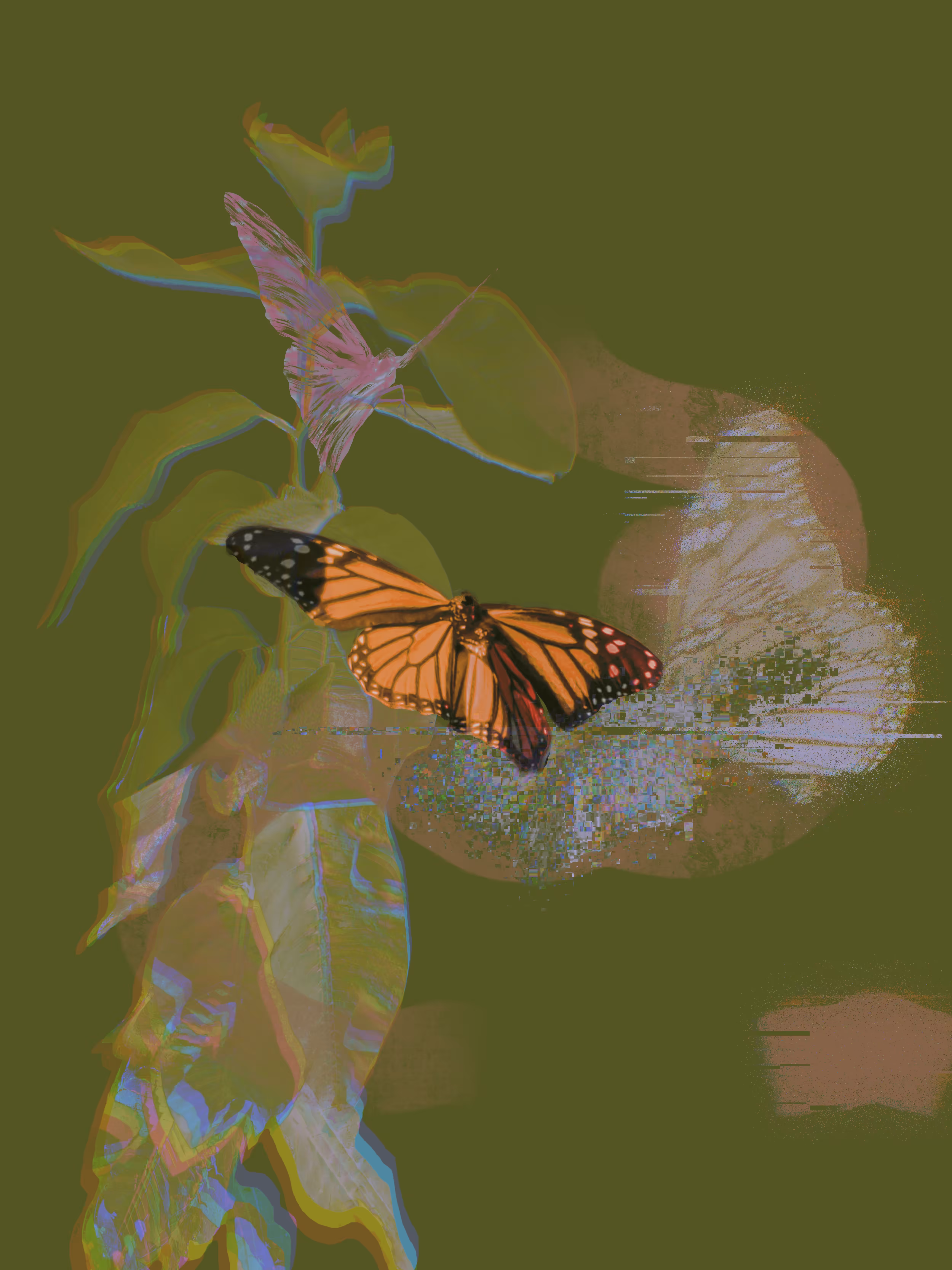 Butterfly Study