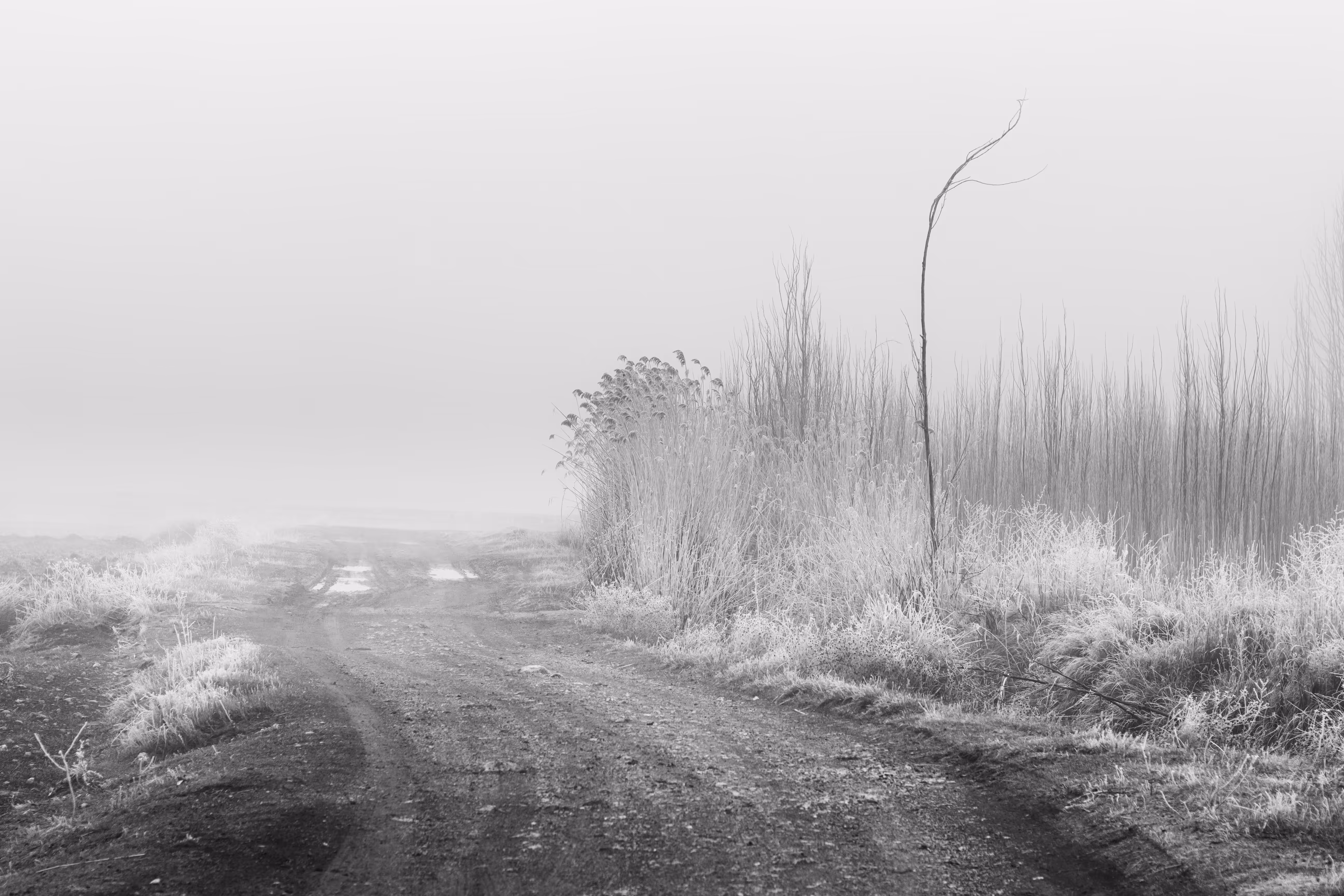 The misty road