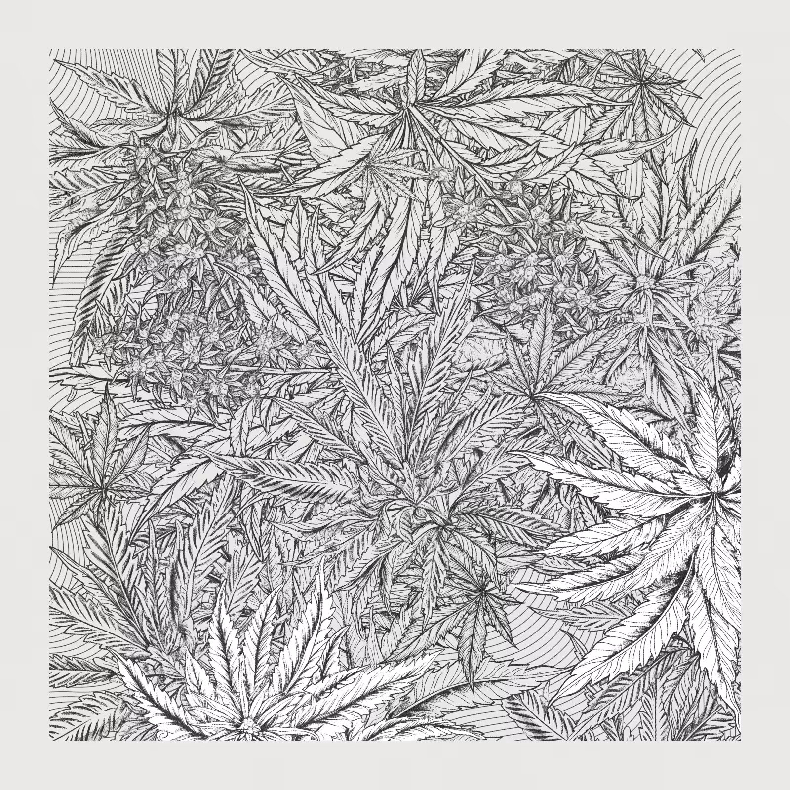 zancannabis #225