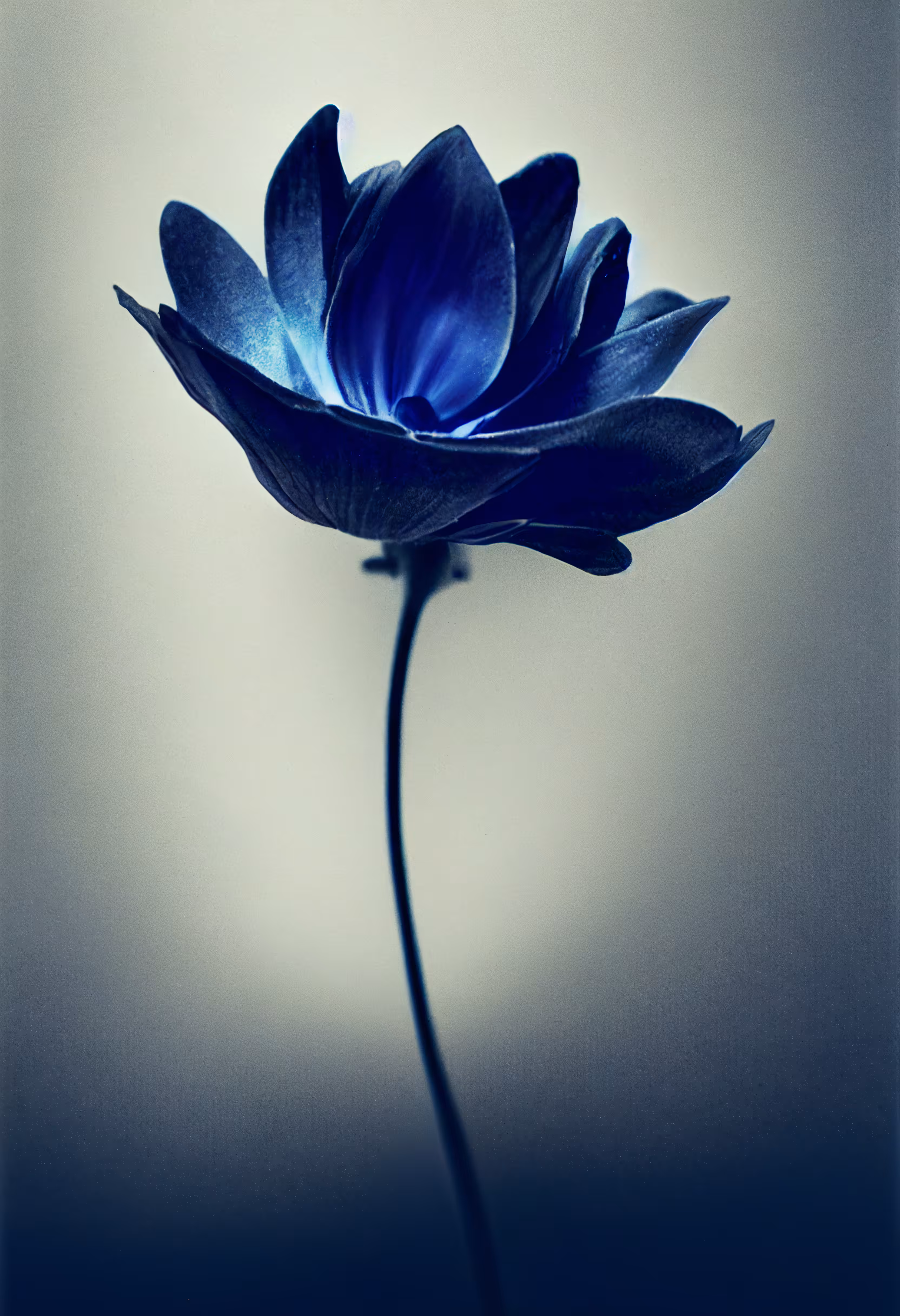 A Flower, Just For You. #217