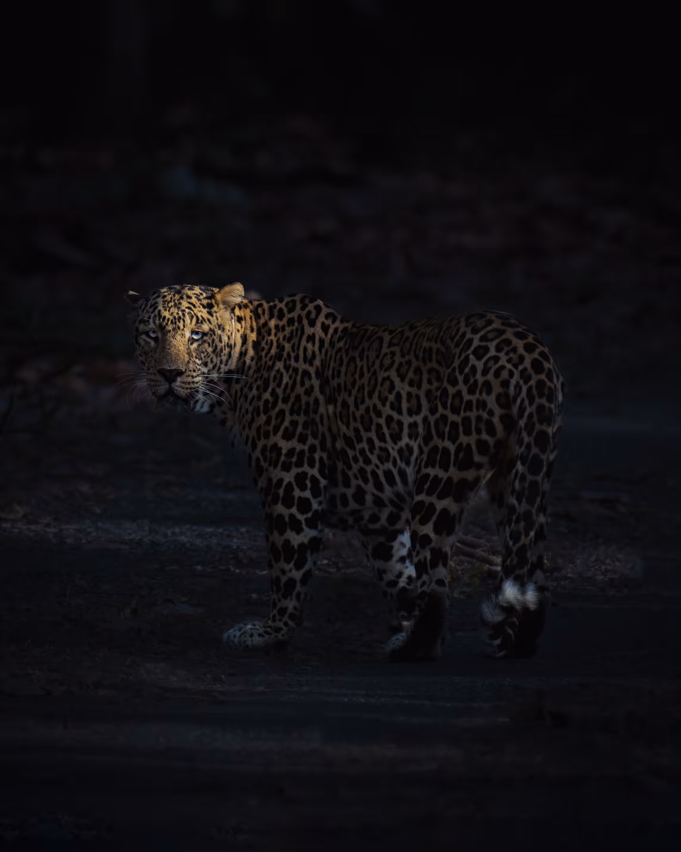 Gilded Spots