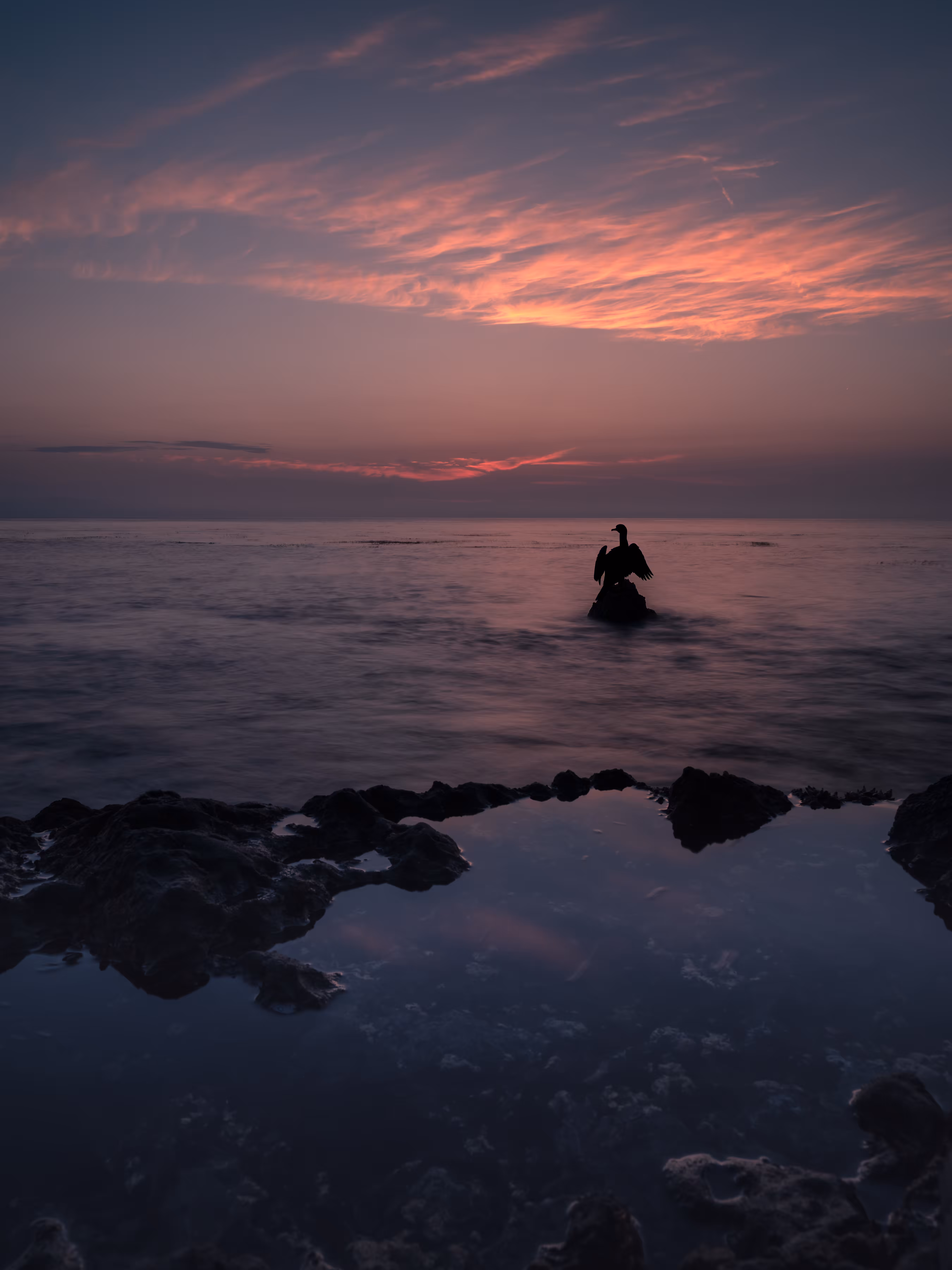 Cormorant Sunset