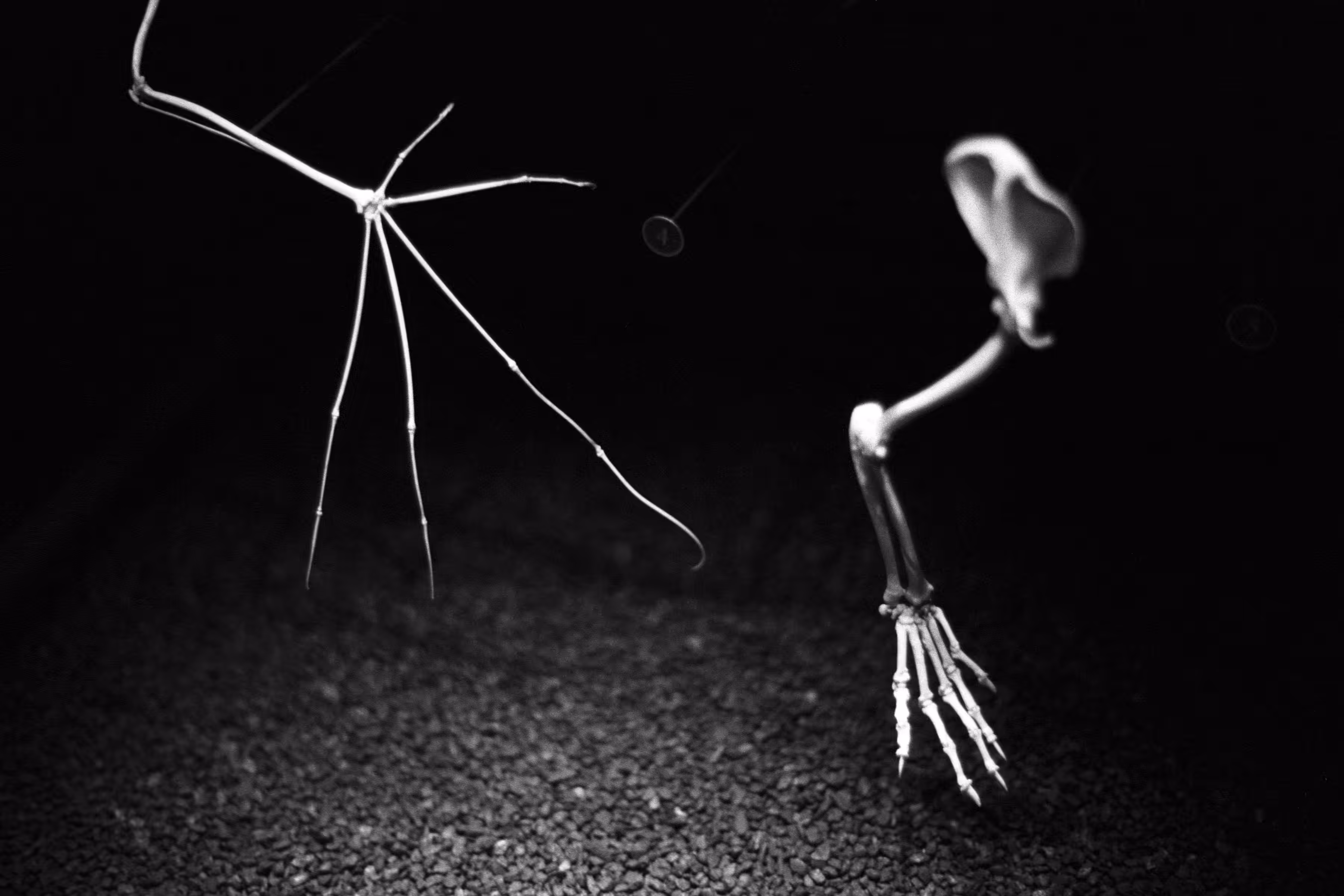 Bones