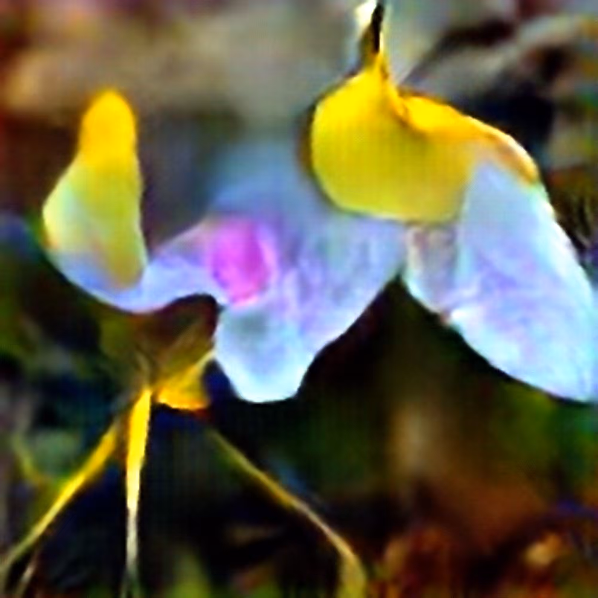 Eastern Purple Bladderwort #2 (Corpus: American Predators)