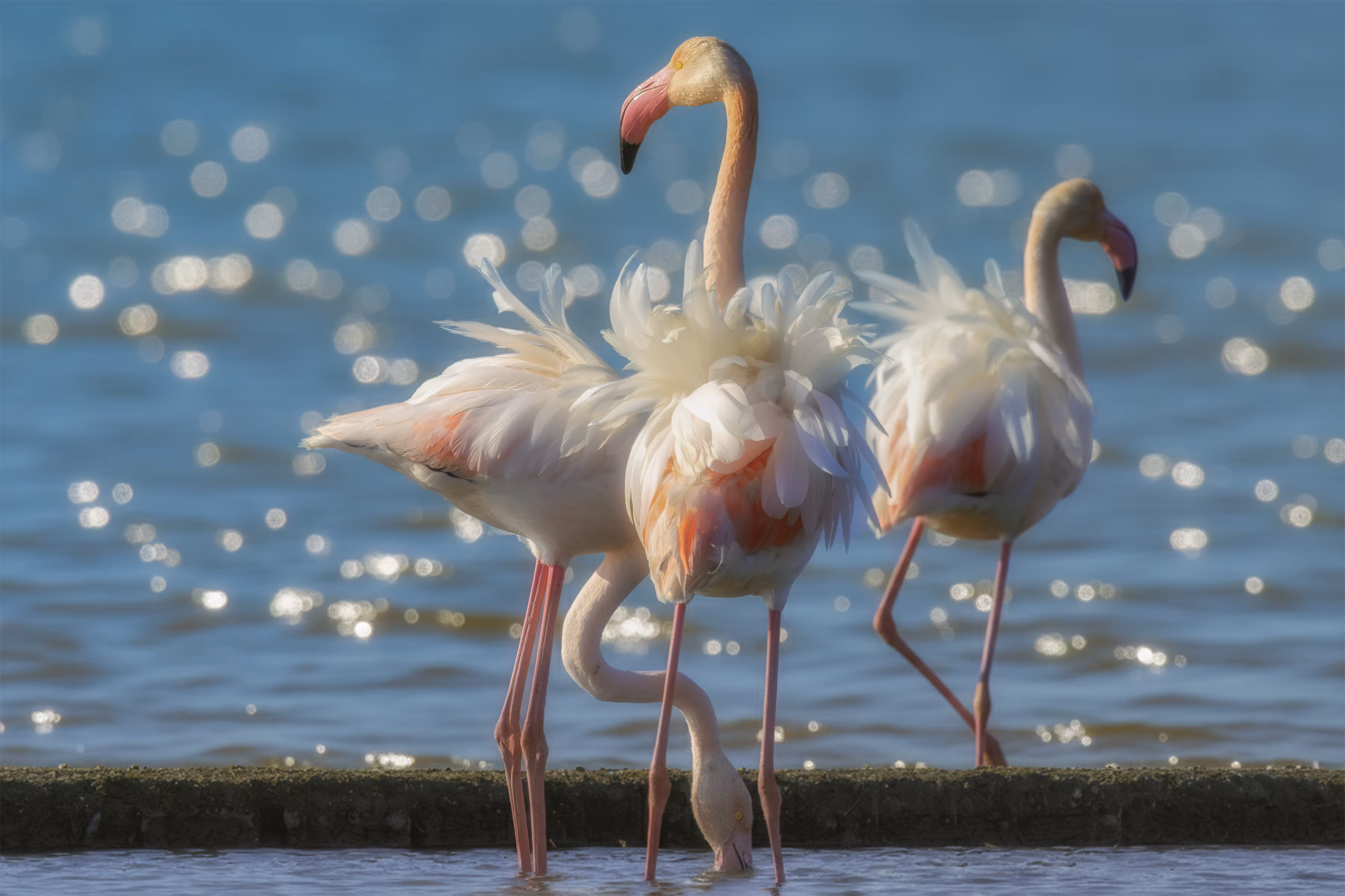 Flamingo #3