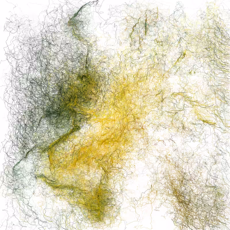 Hypericum #181