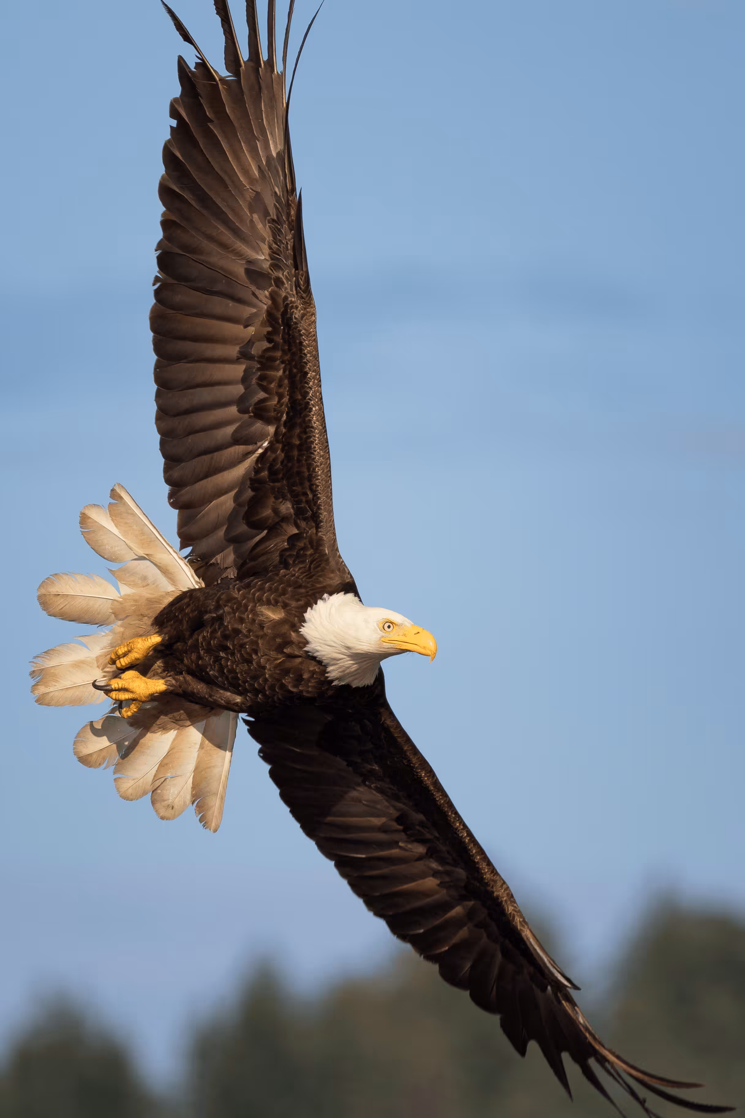 Bald Eagle #3