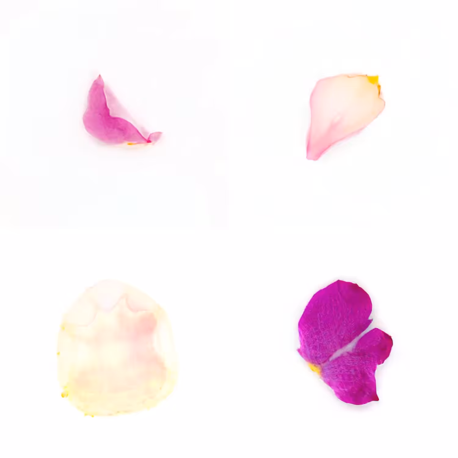 Infinite Petals 2x2#20545