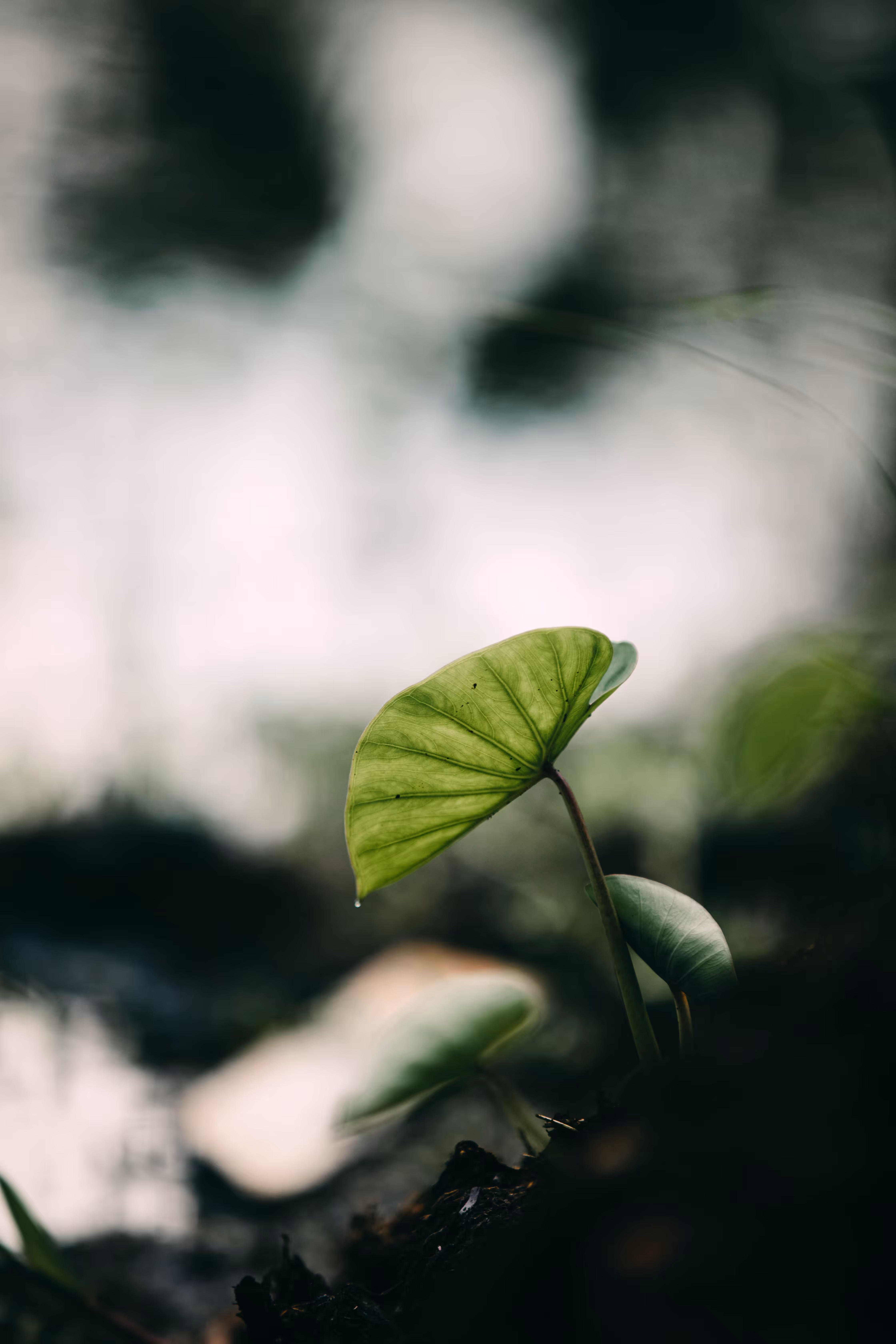 A plant is born