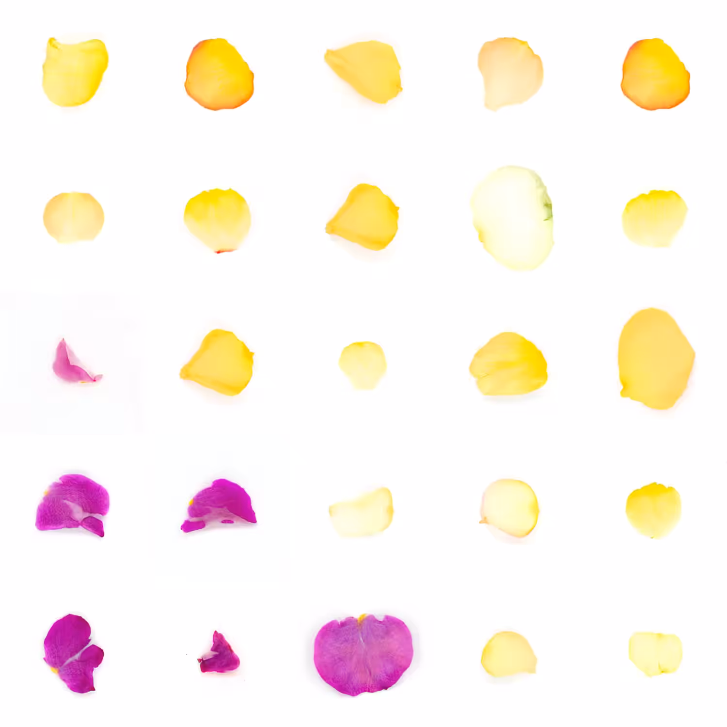Infinite Petals 5x5#20046