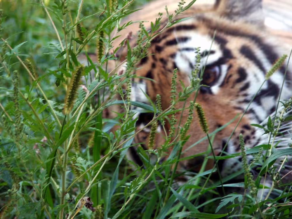 Year of the Tiger