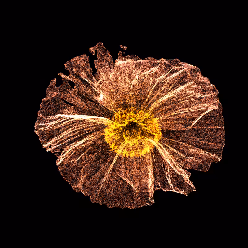 White Poppy 30 #141