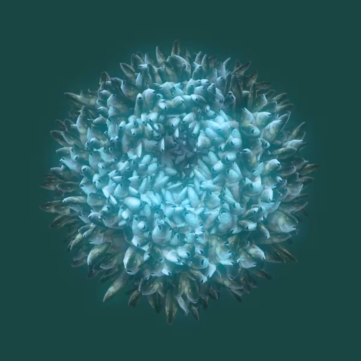 fishiflower