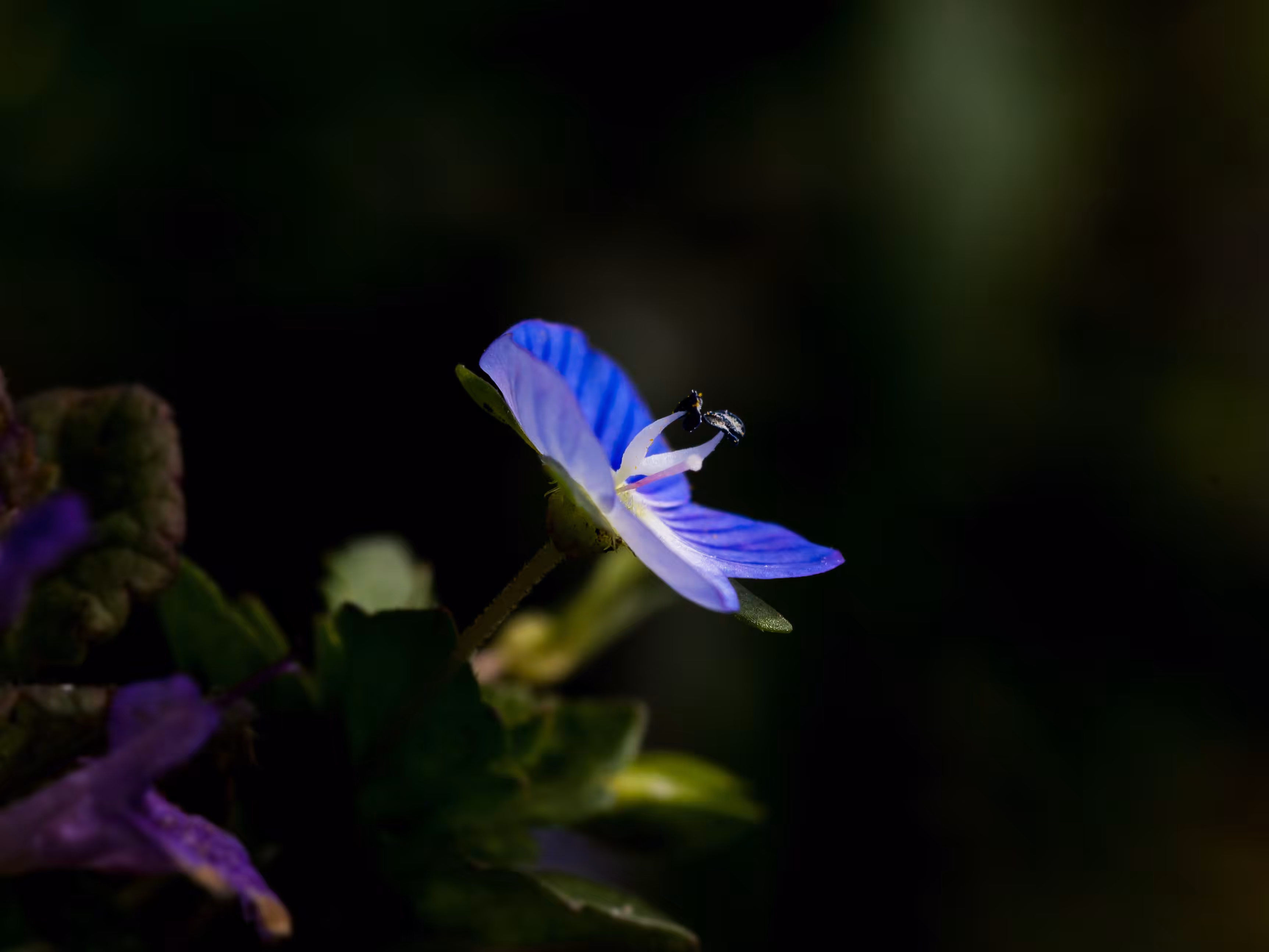 Shining in the Dark