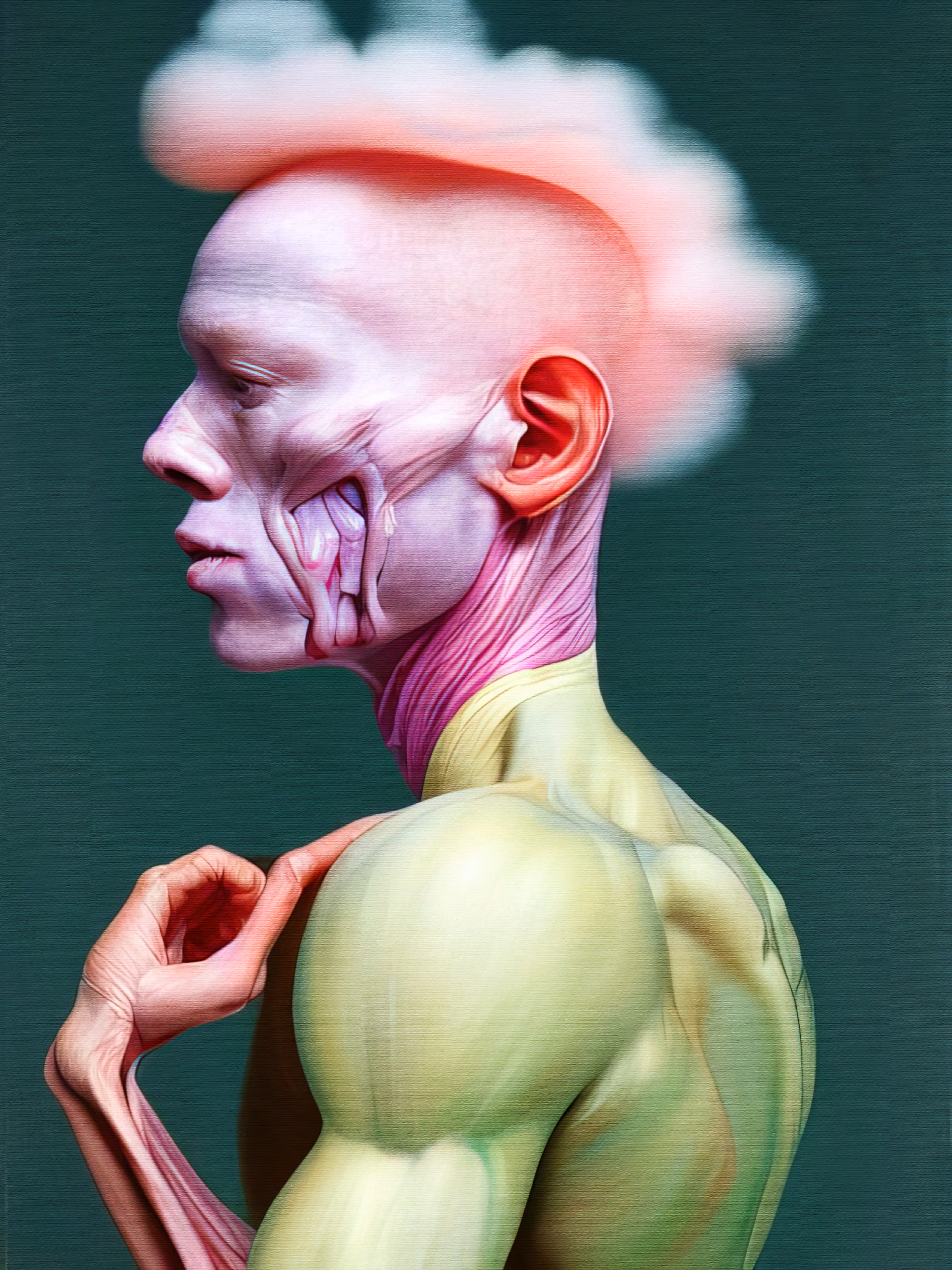 Anatomical Study 48.0