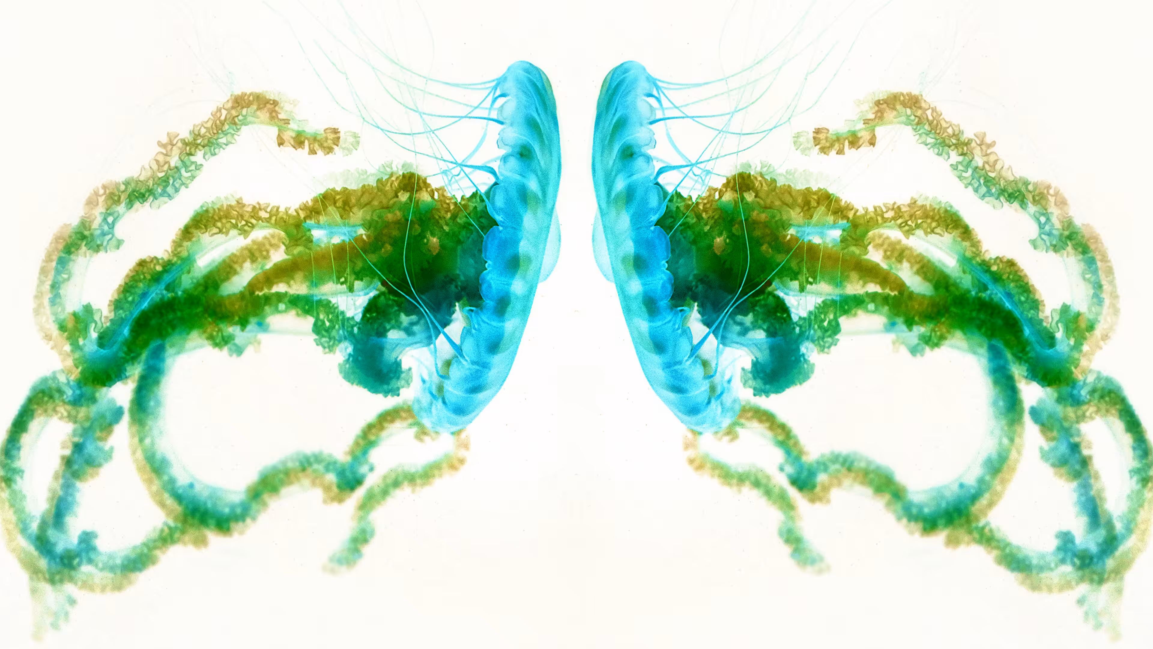 Jellyfish