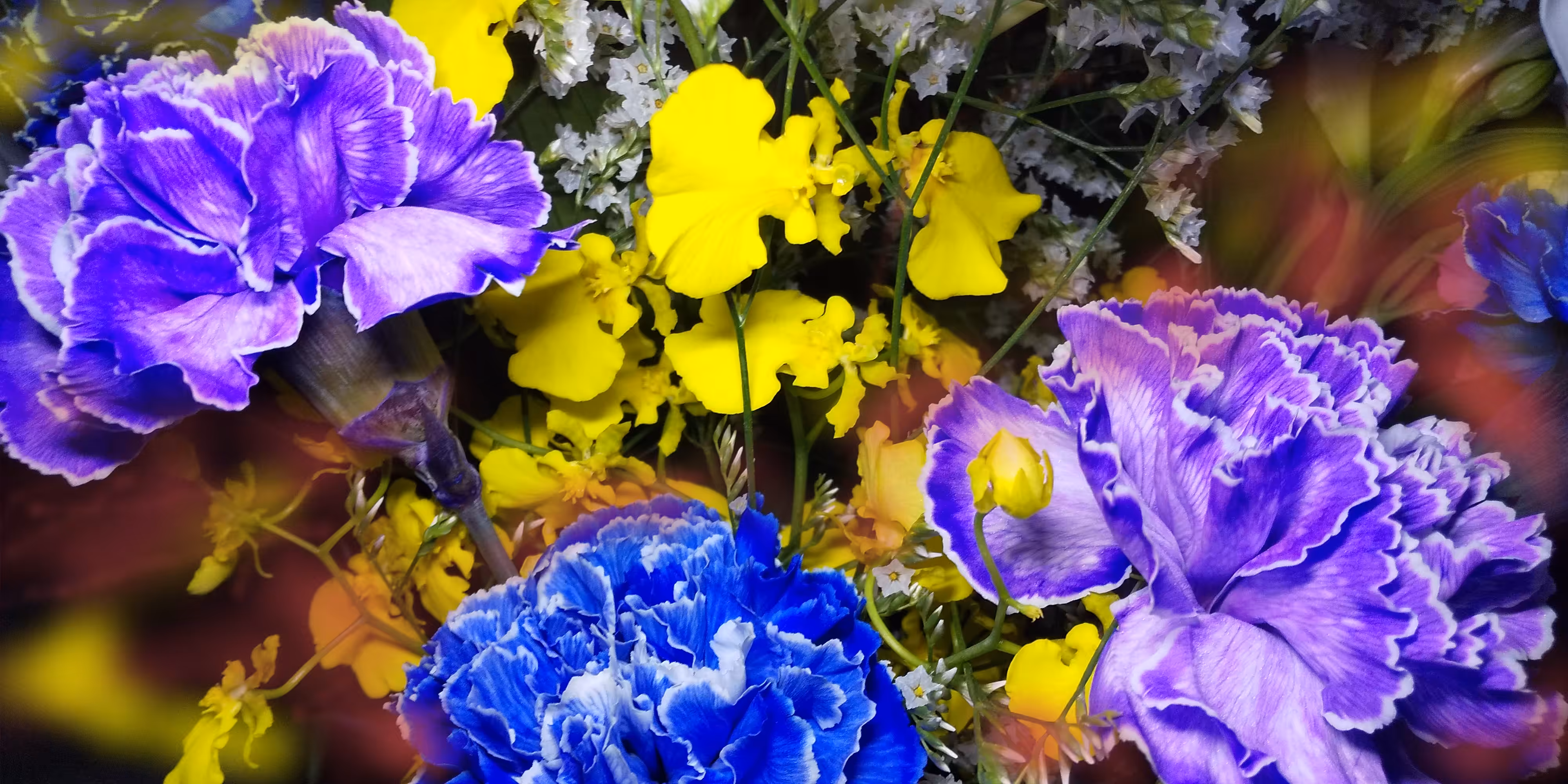 Blue and purple carnations