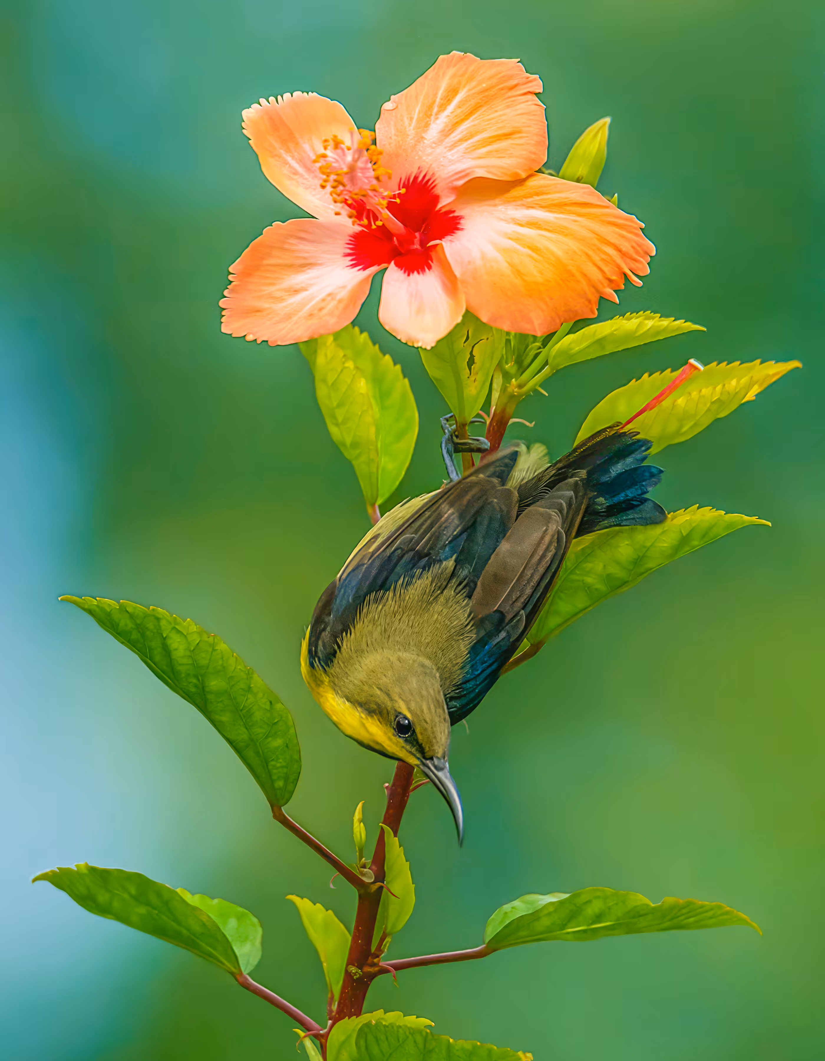 Purple-rumped Sunbird (Female)