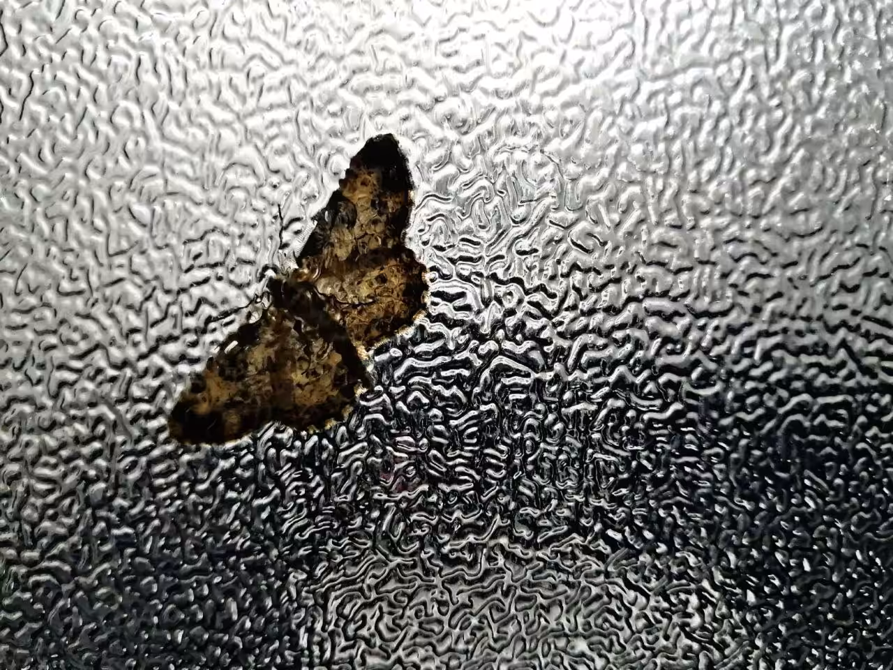 Pnd: Glass butterfly