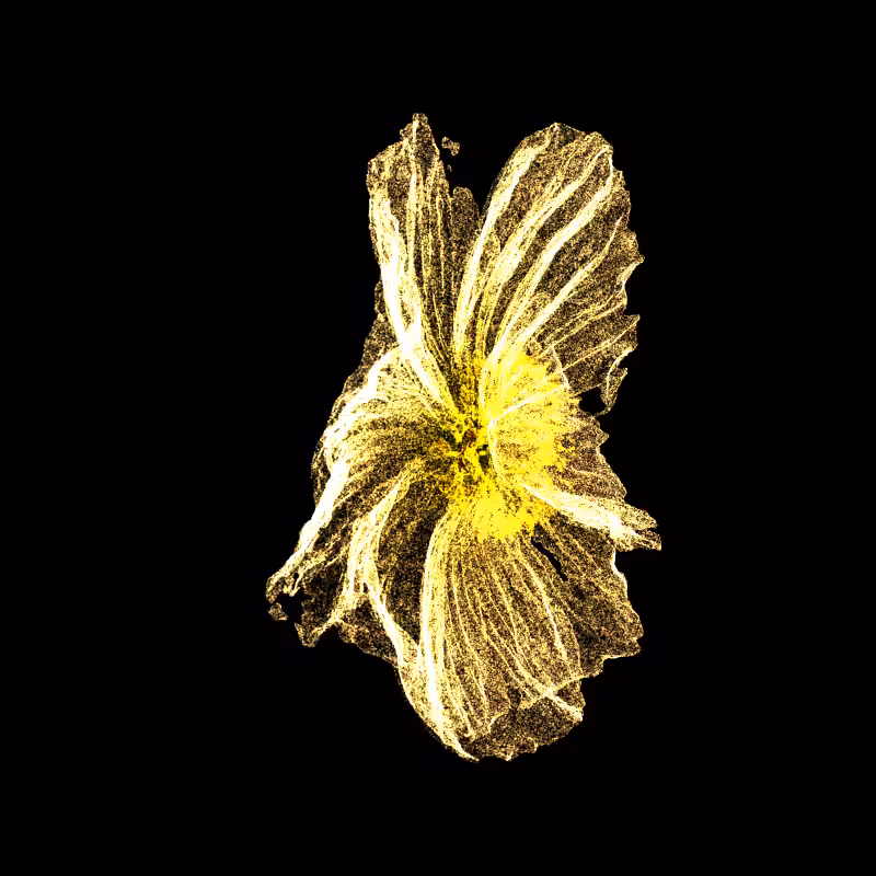 White Poppy 30 #214
