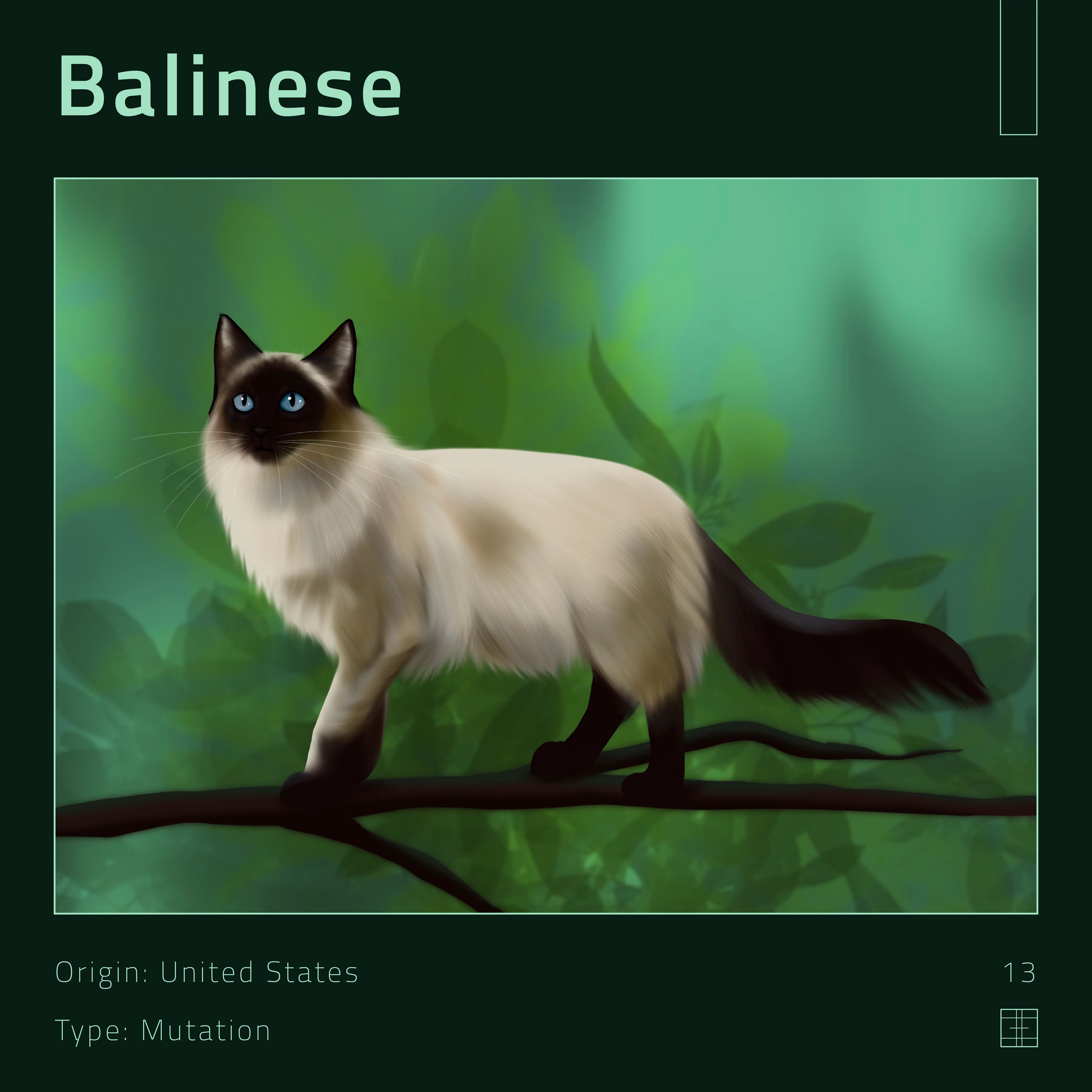 13 – Balinese cat