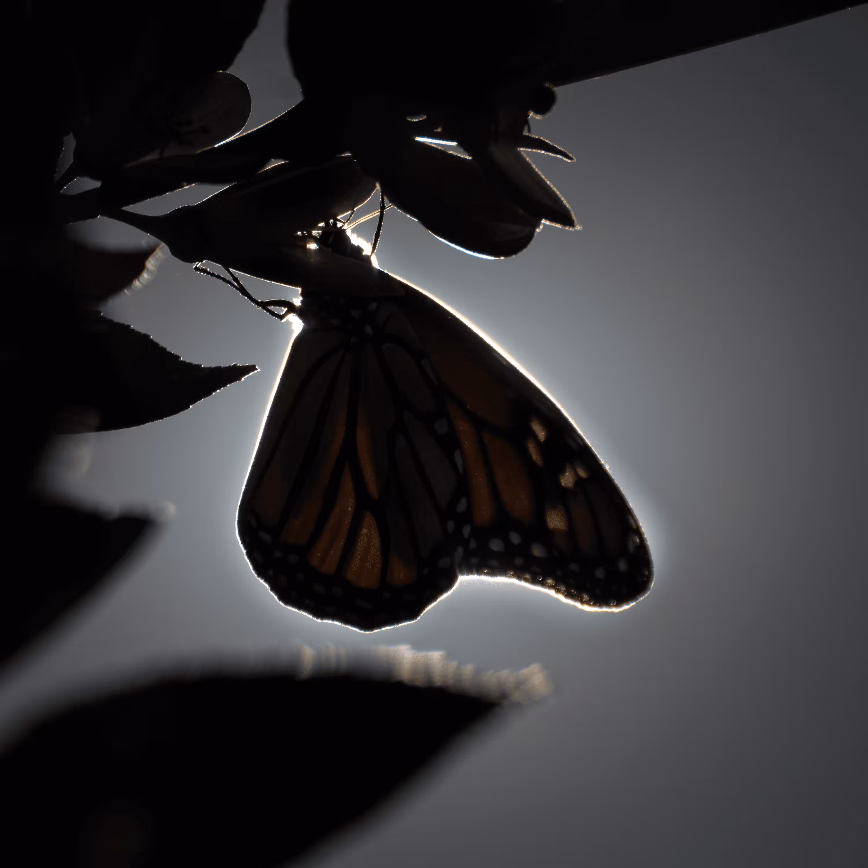 Disappearing Monarchs