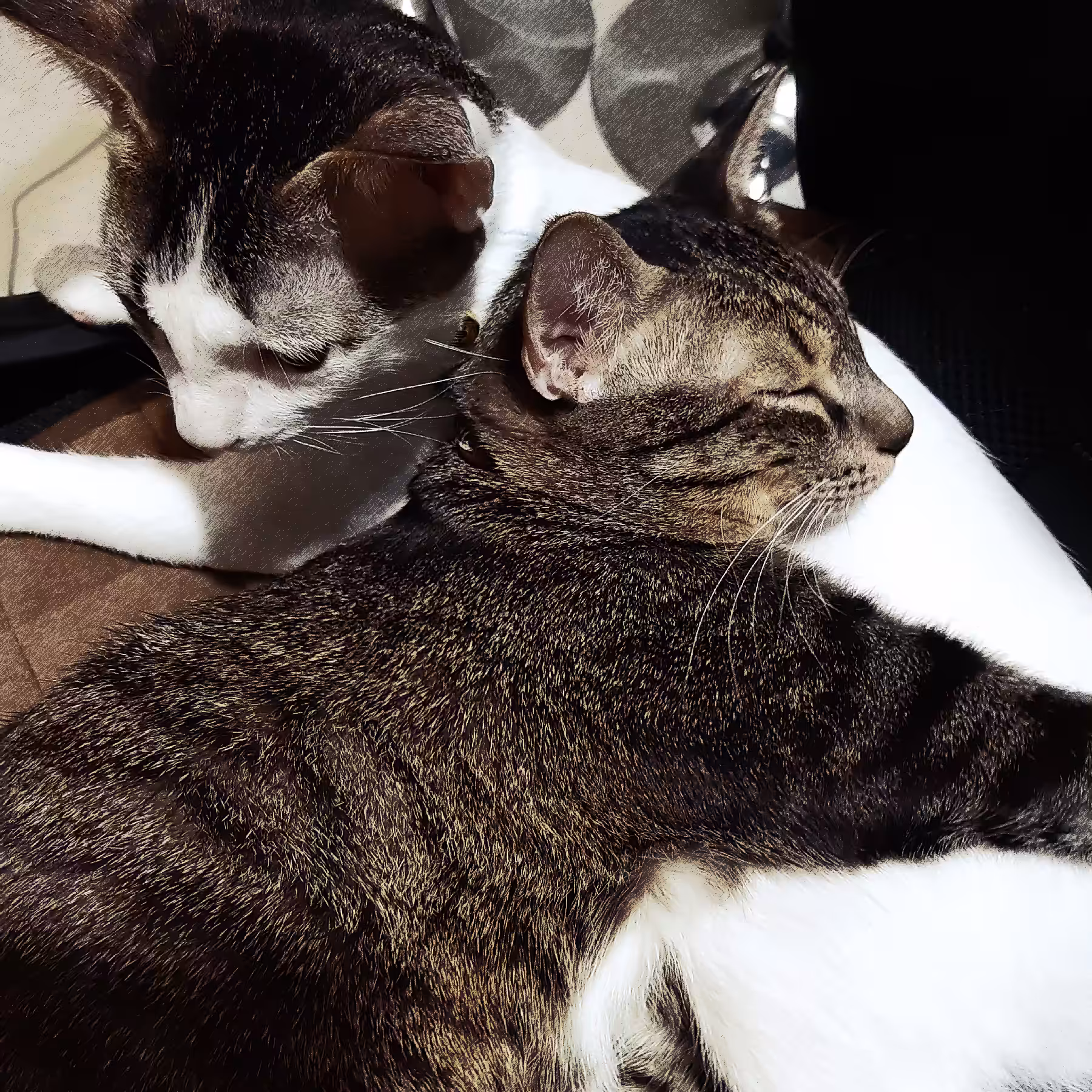 Pusskin Cats #43 - Brotherly Love