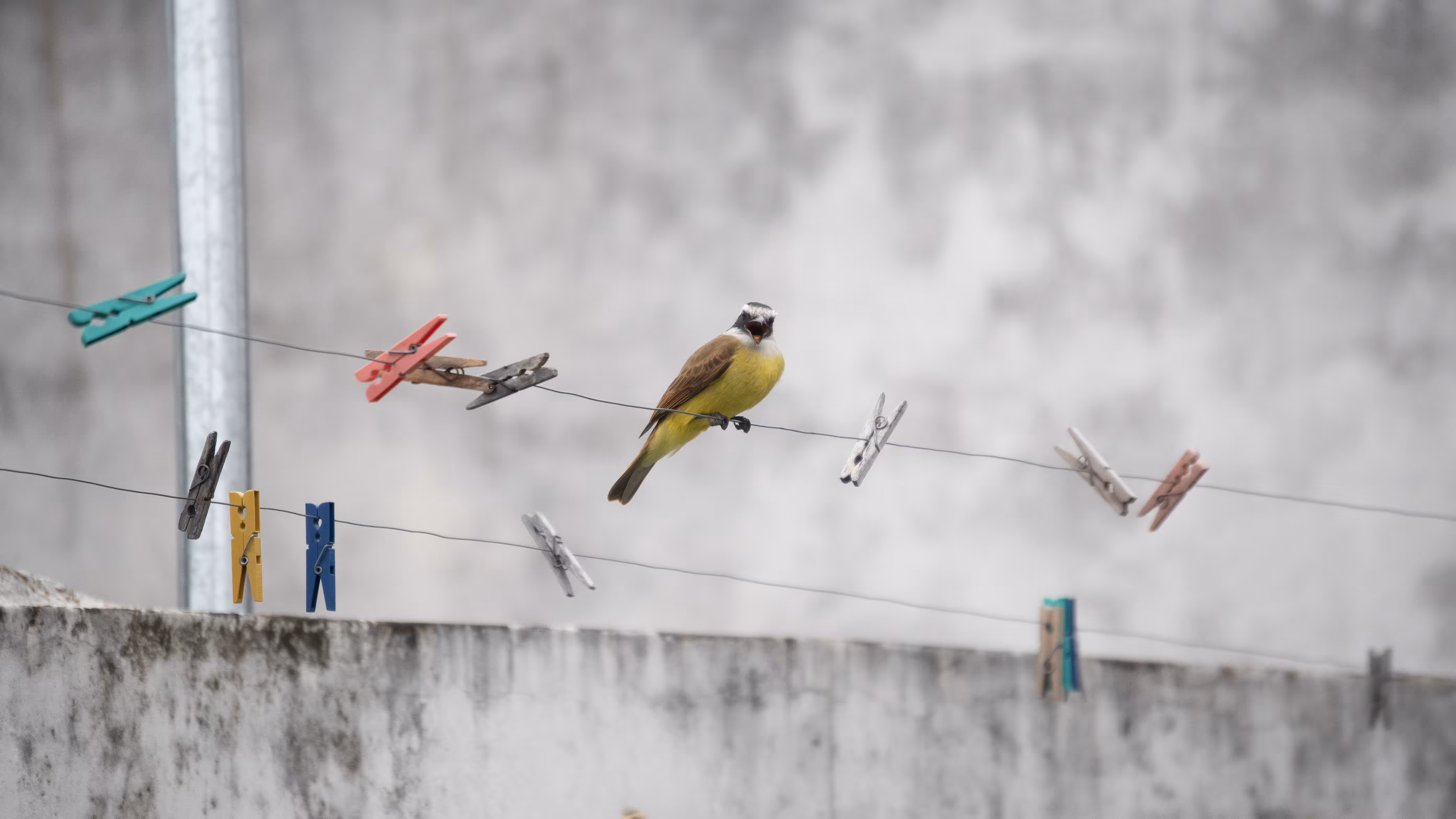 Bird Shout
