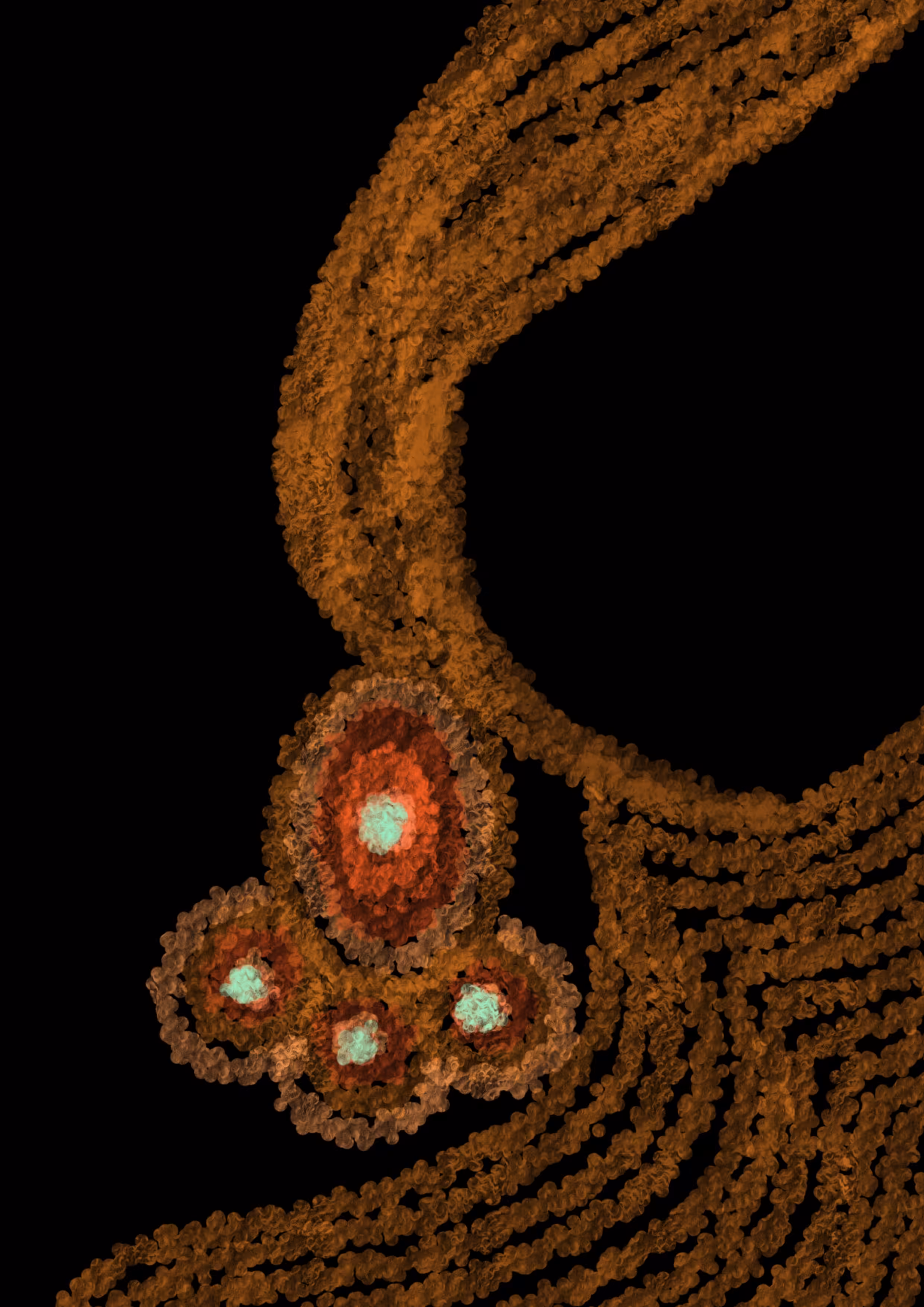 A woman with earrings