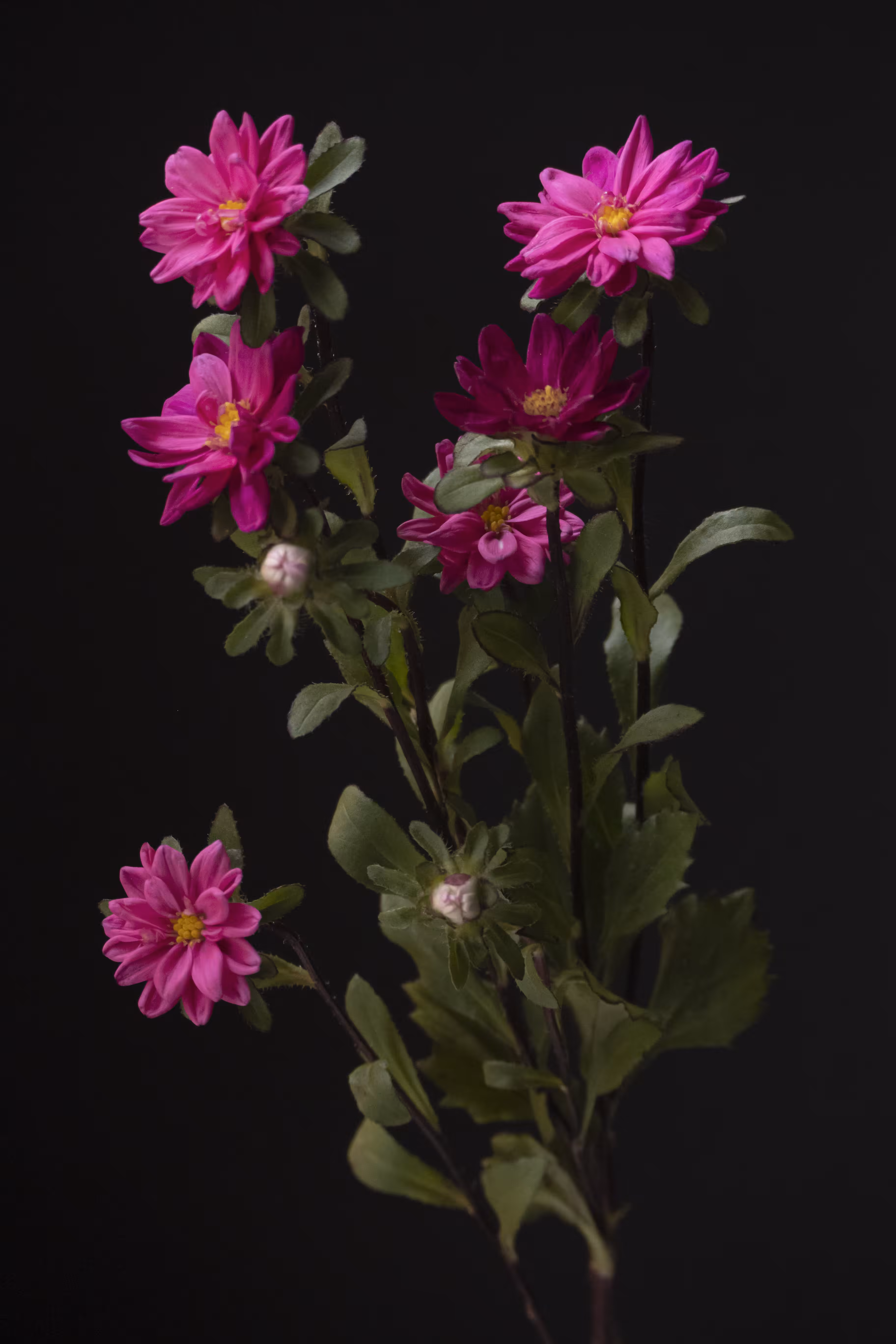French Flowers #5