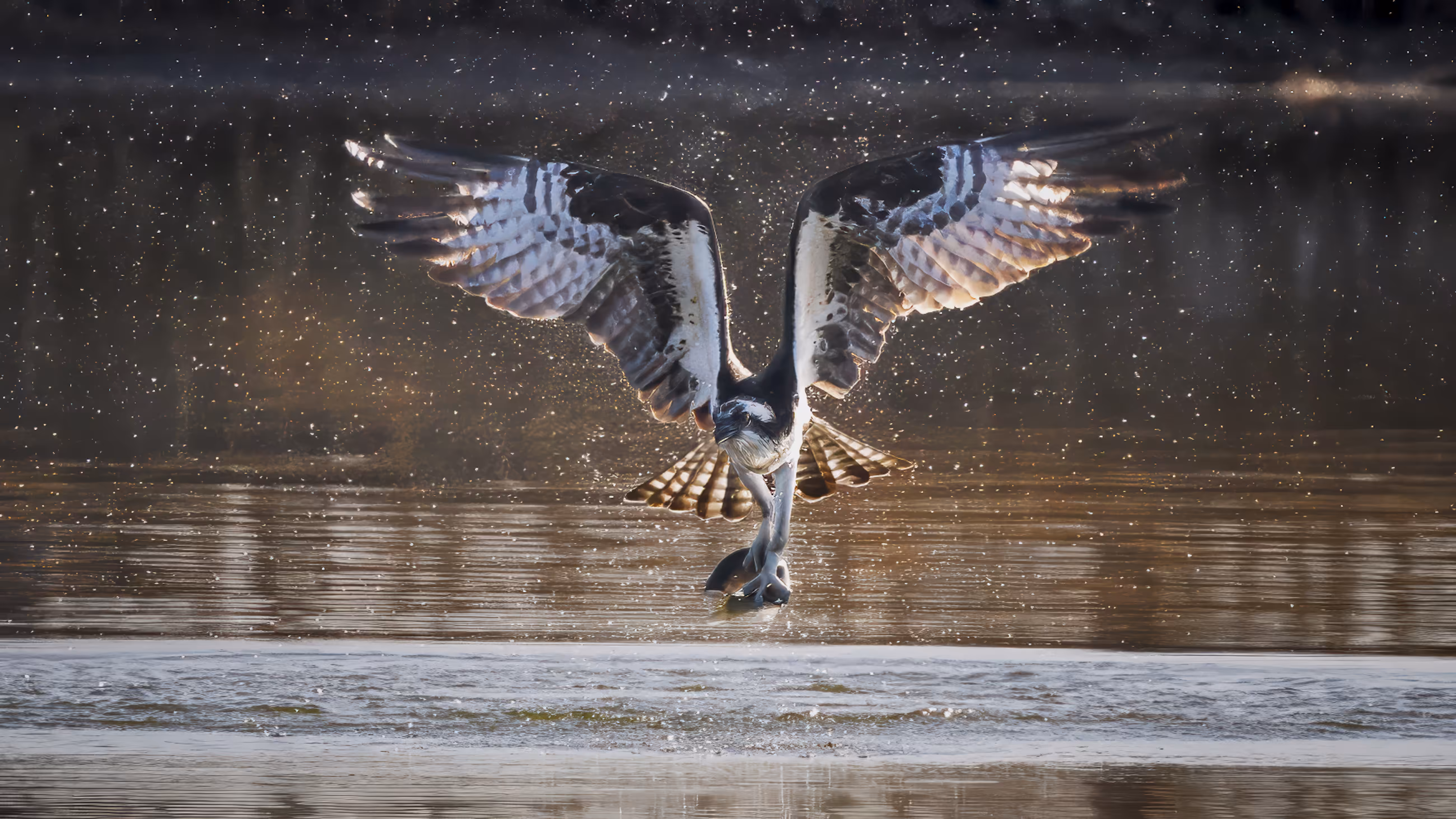Backlit Bird